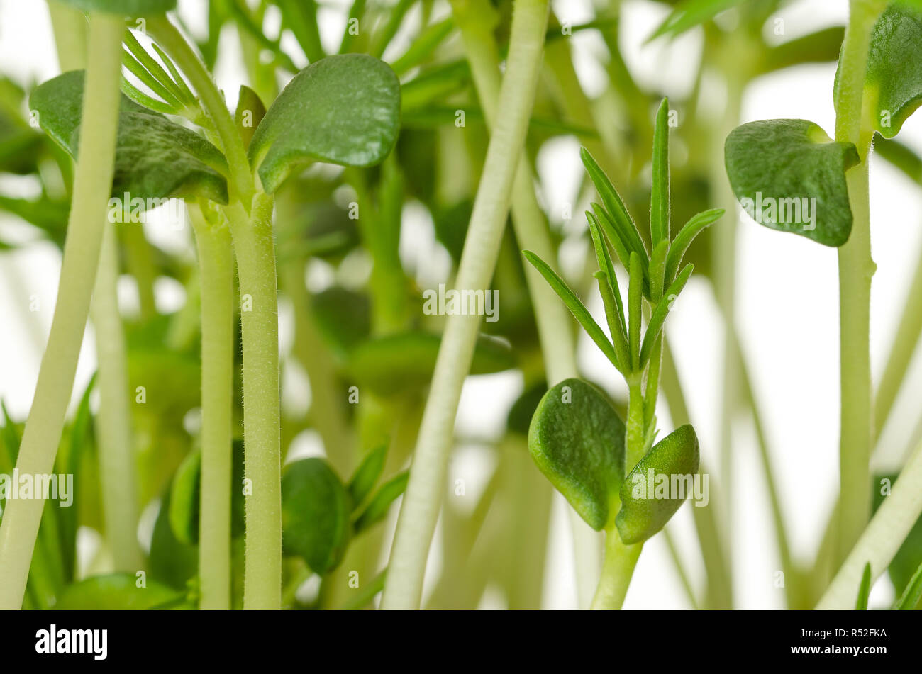 Sweet lupin bean seedlings, macro, front view. Young plants, sprouted from lupin bean kernels, containing toxic alkaloids. Green sprouts and leafs. Stock Photo