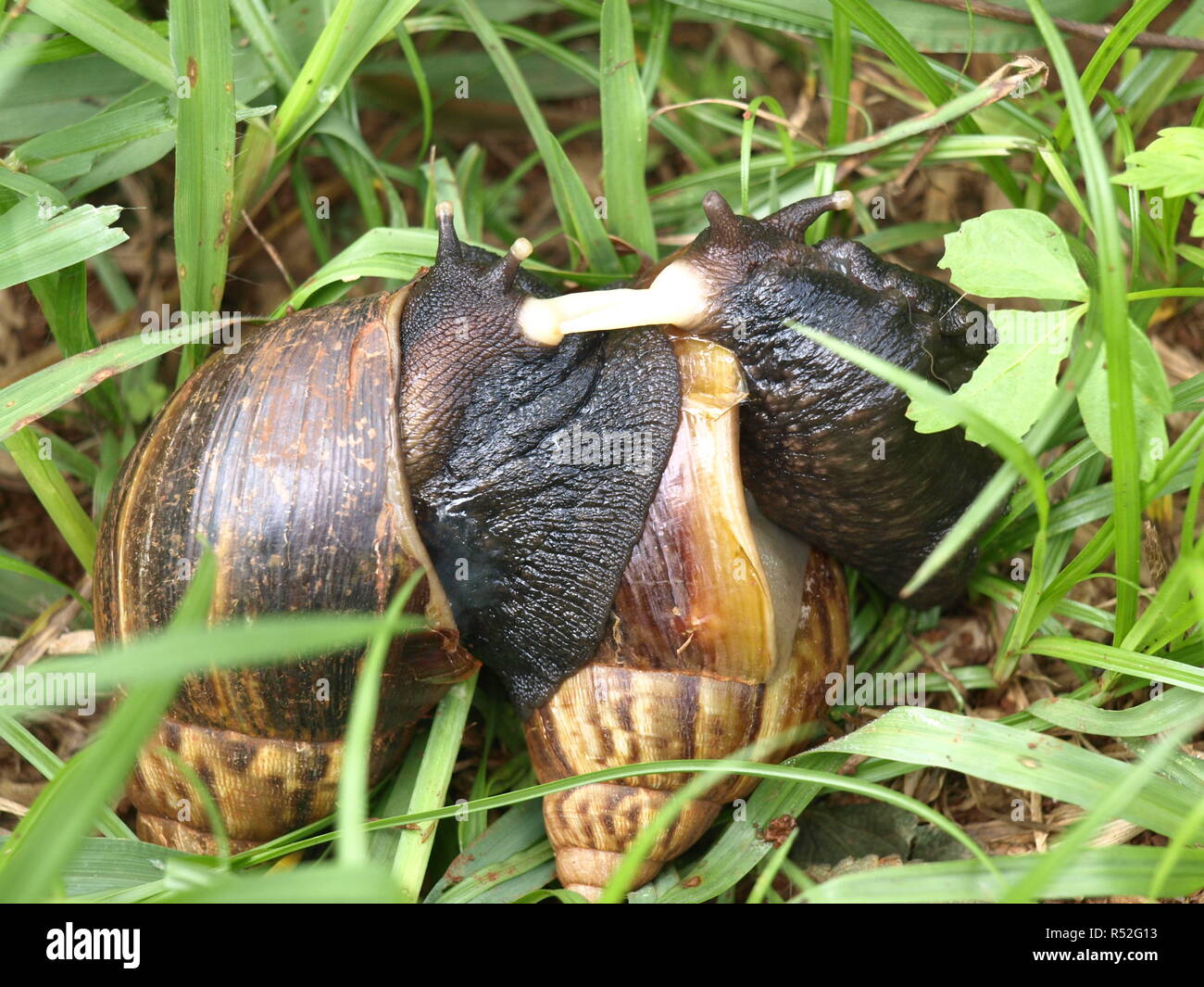 The Mating Garden Snails Stock Photo Alamy