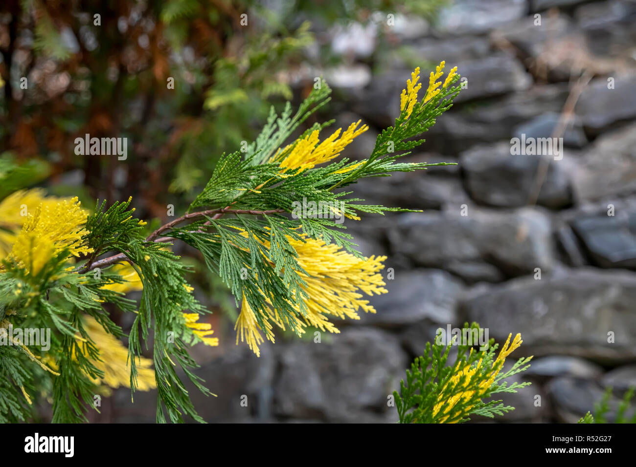 Yellow-green sprigs of Juniperus chinensis Torulosa Variegata close-up. Greece Stock Photo