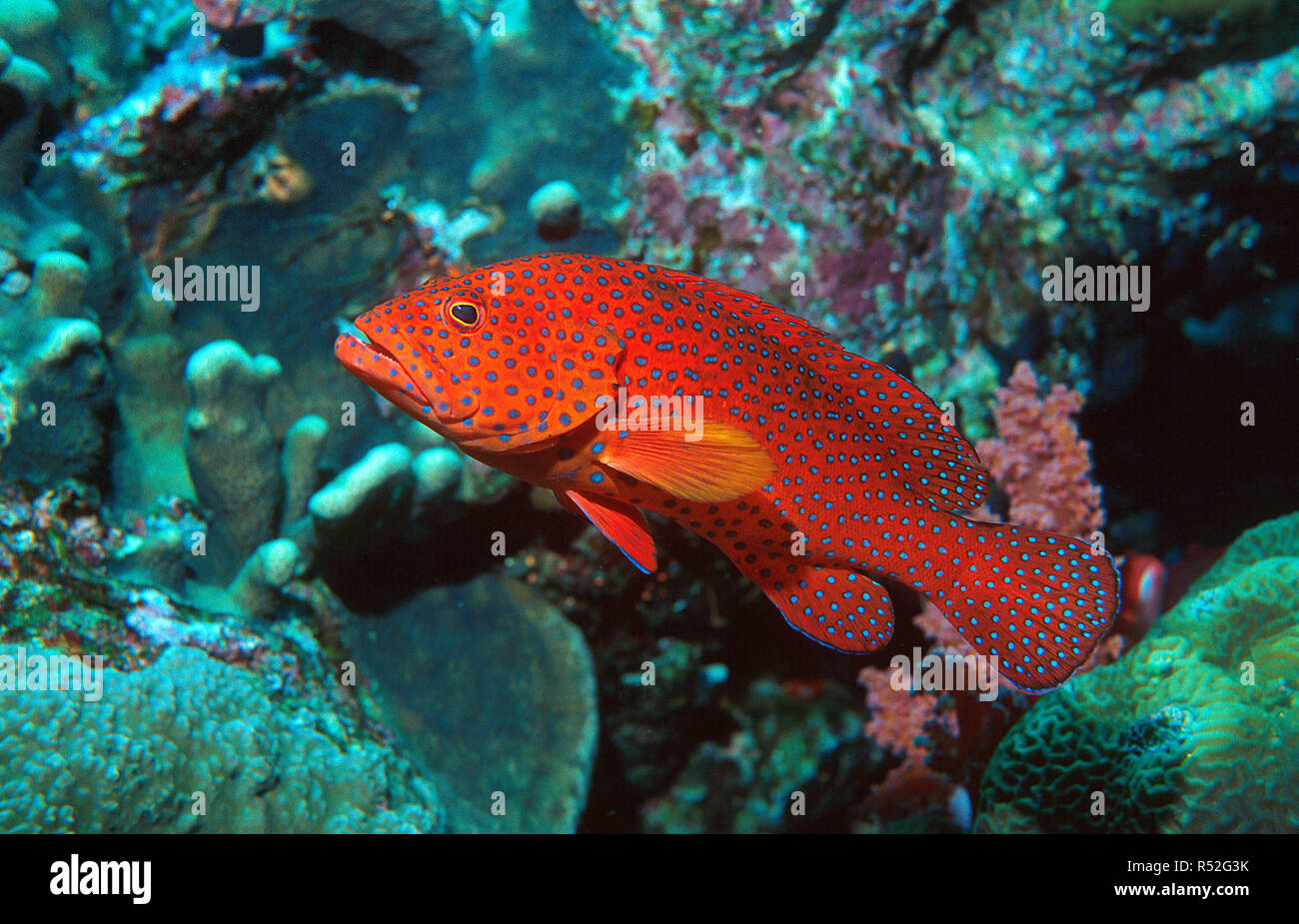 Coral hind or Coral rock cod (Cephalopholis miniata) at a coral reef, Sharm El Sheik, Sinai, Egypt Stock Photo