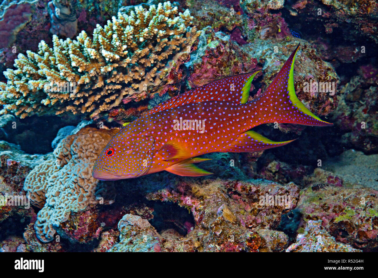 Lyretail grouper or Yellow-edged lyretail (Variola louti), at a coral reef, Marsa Alam, Egypt Stock Photo