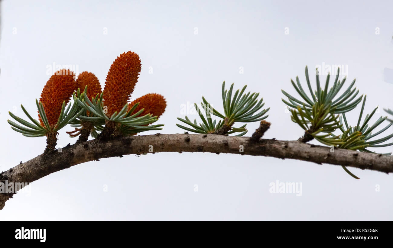 Side view of a blue spruce branch with flowers and needles close-up ...