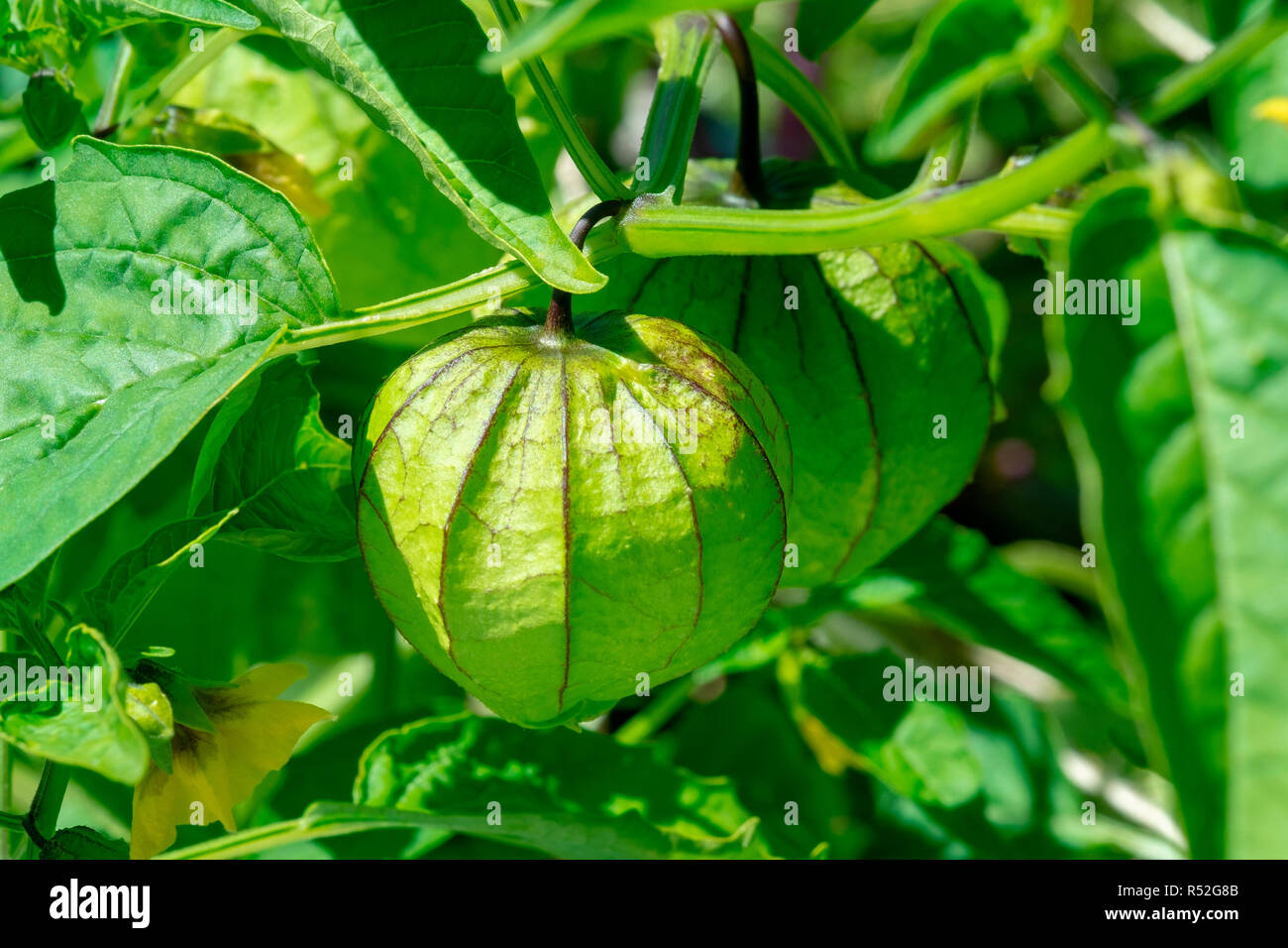 Tomatillos used for making salsa verde growing on the vine Stock Photo
