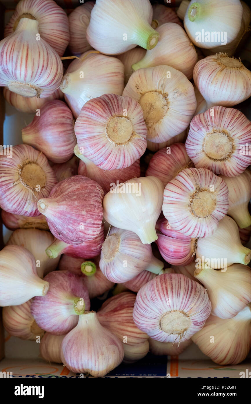 Freshly harvested and trimmed bulbs of rocambole hard-necked garlic Stock Photo