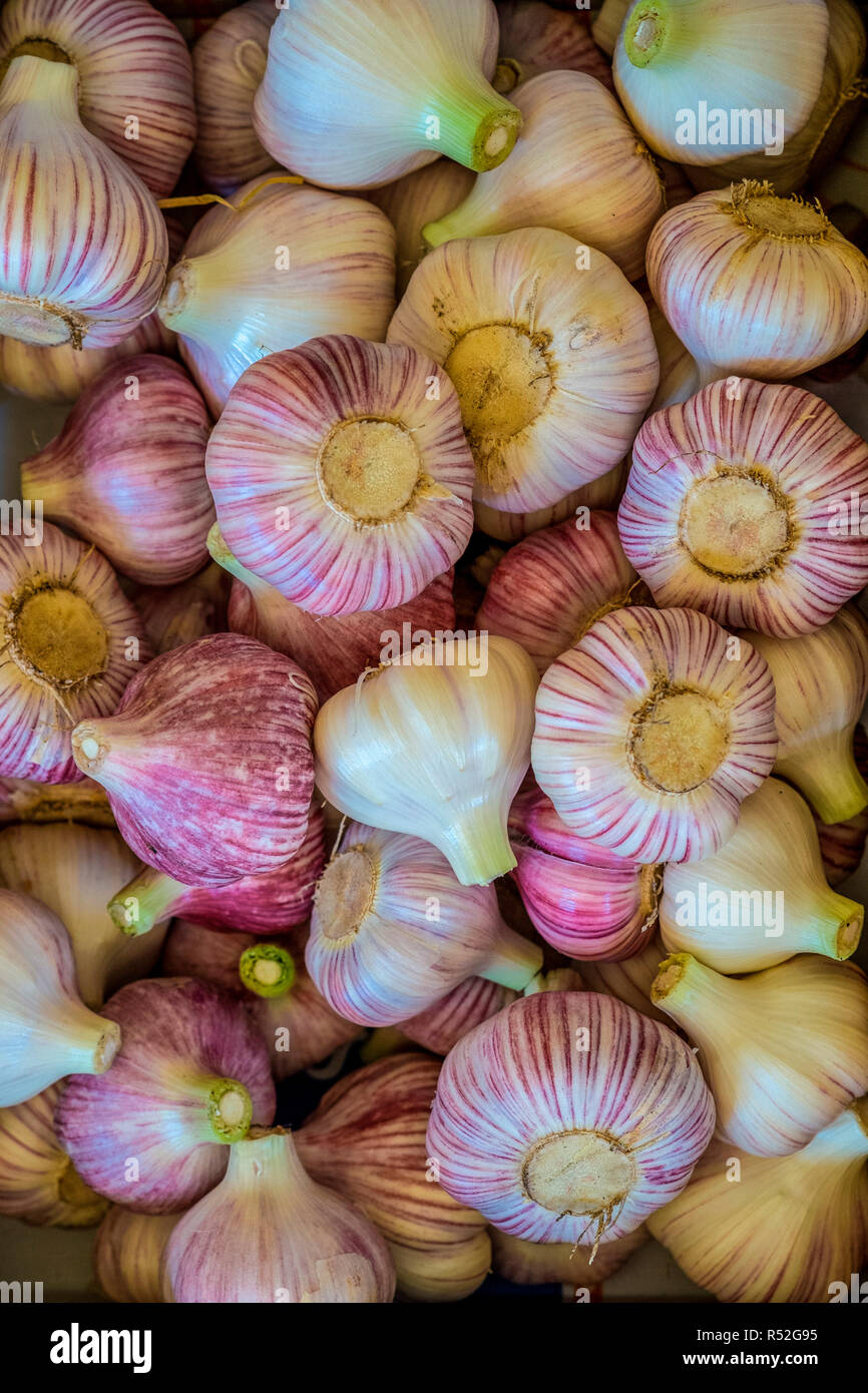 Freshly harvested and trimmed bulbs of rocambole hard-necked garlic Stock Photo