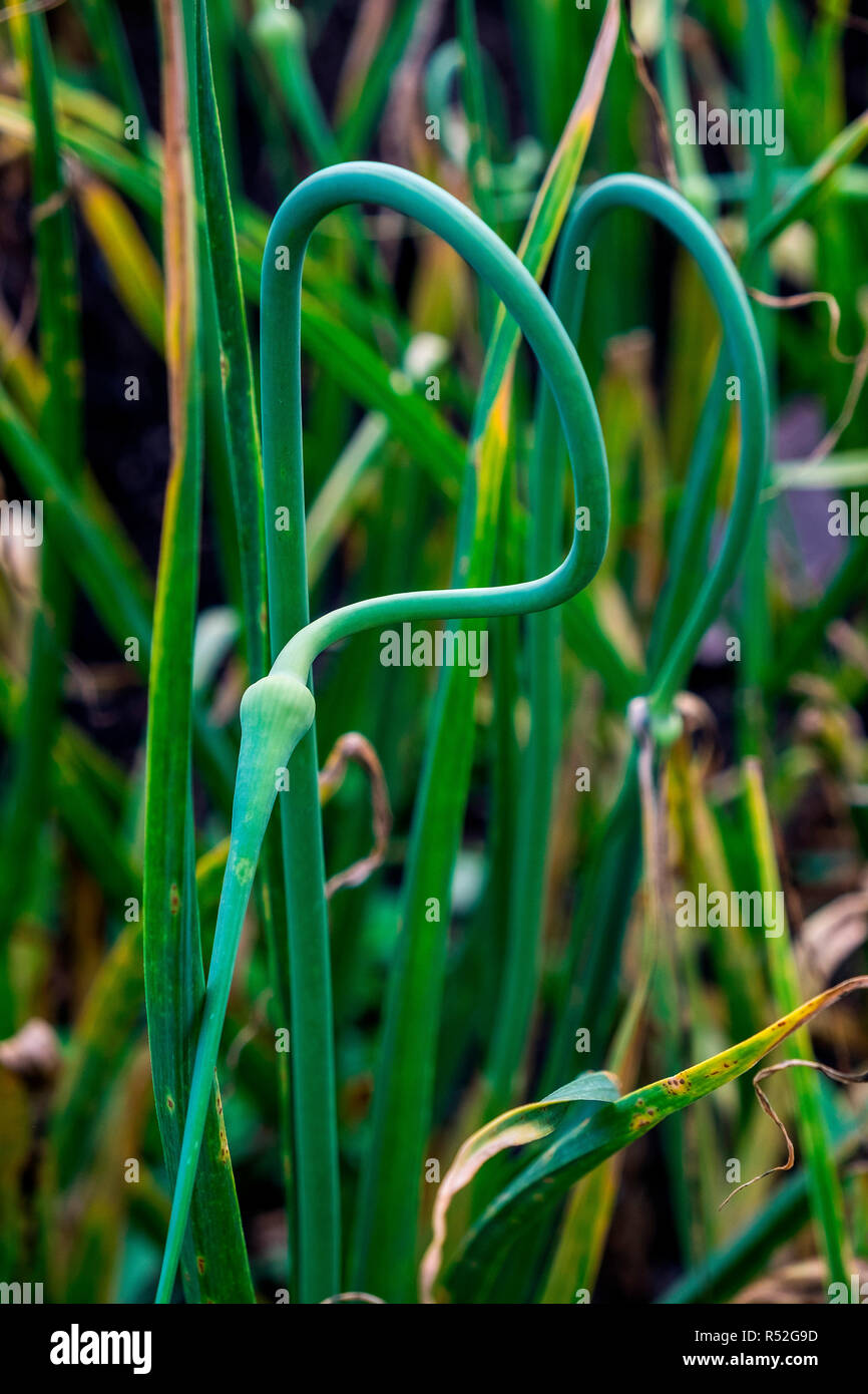 Gracefully curving garlic scapes Stock Photo