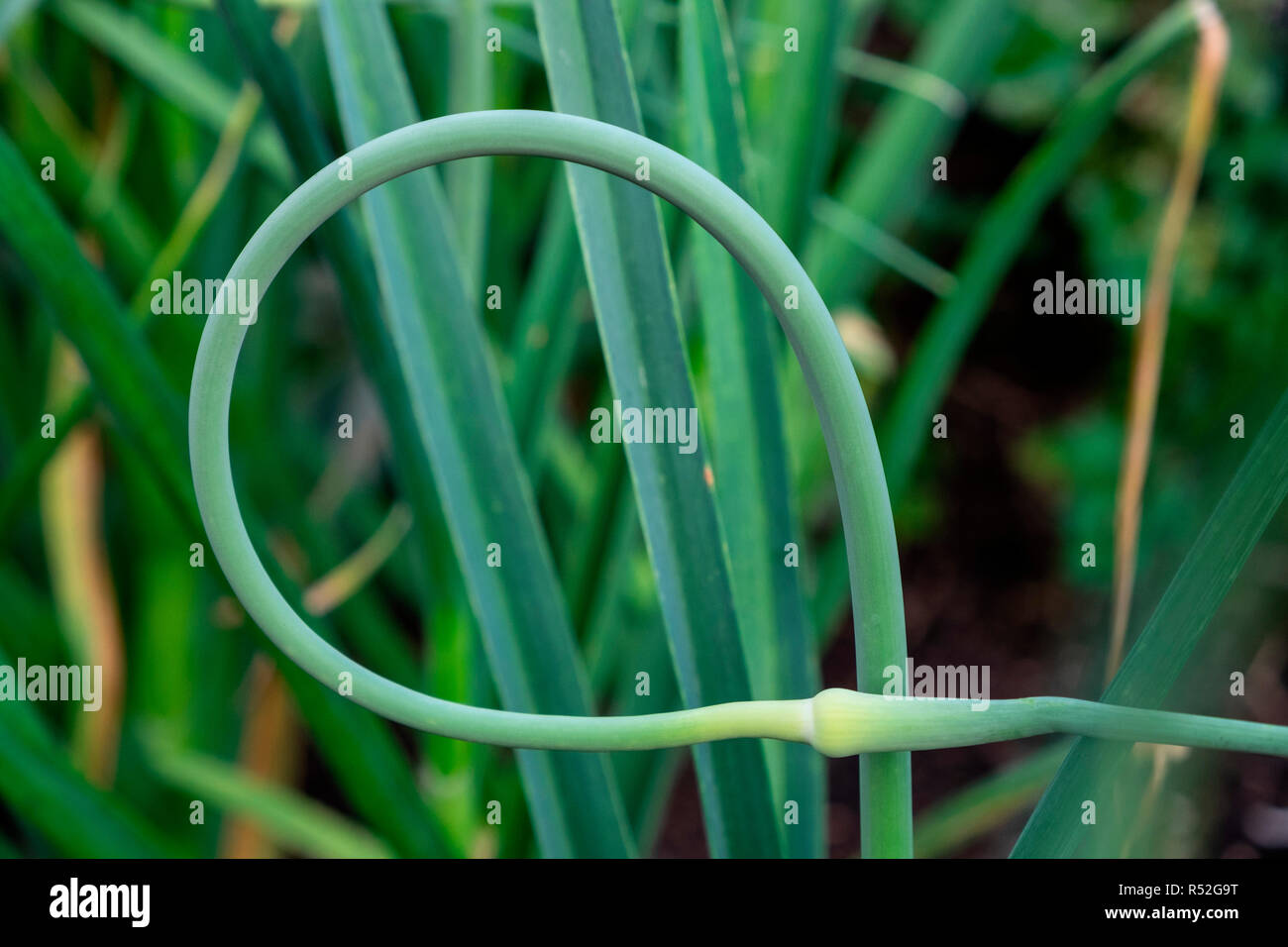 Gracefully curving garlic scapes Stock Photo