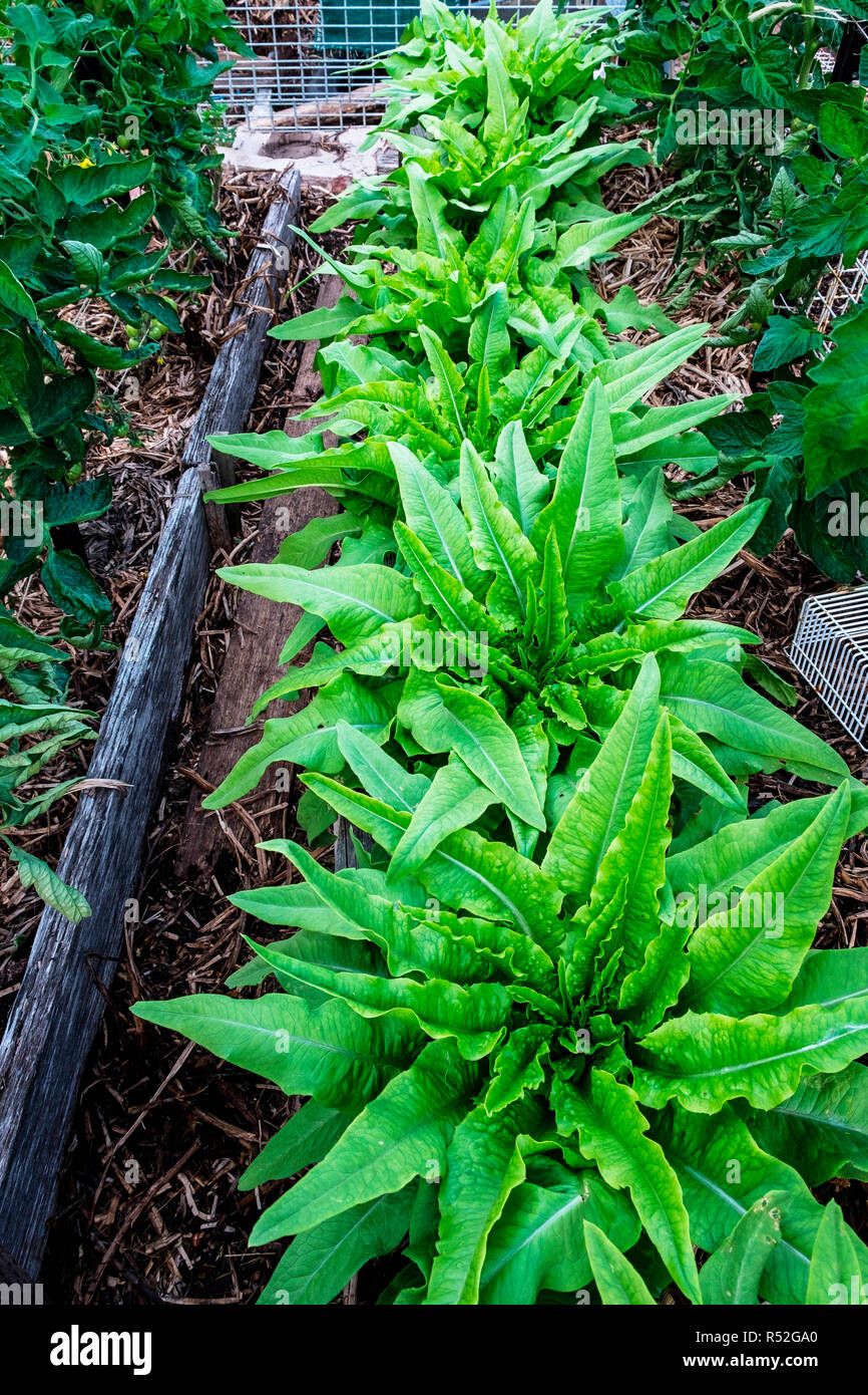 Flourishing celtuce lettuce, sometimes called stem lettuce Stock Photo