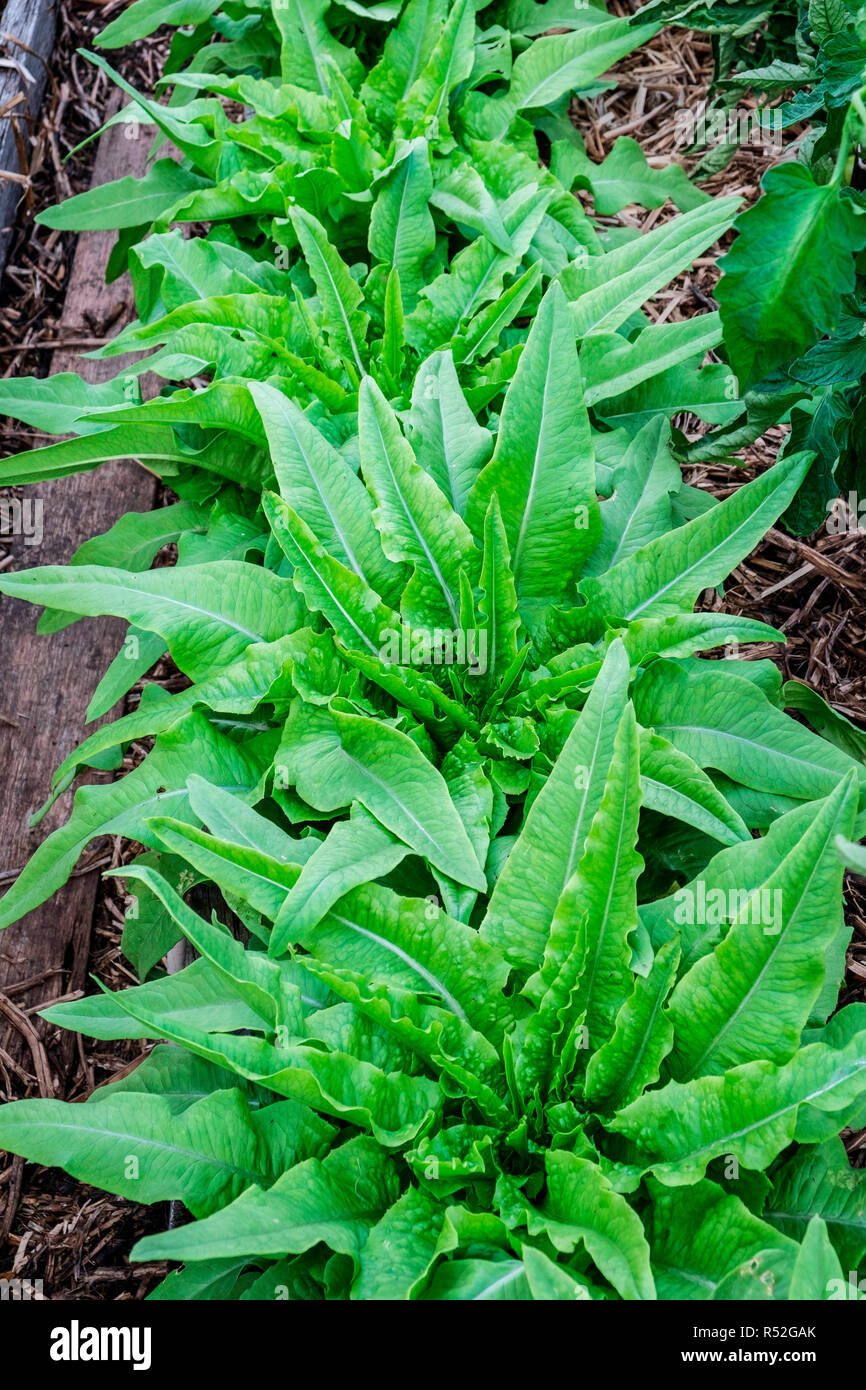 Flourishing celtuce lettuce, sometimes called stem lettuce Stock Photo