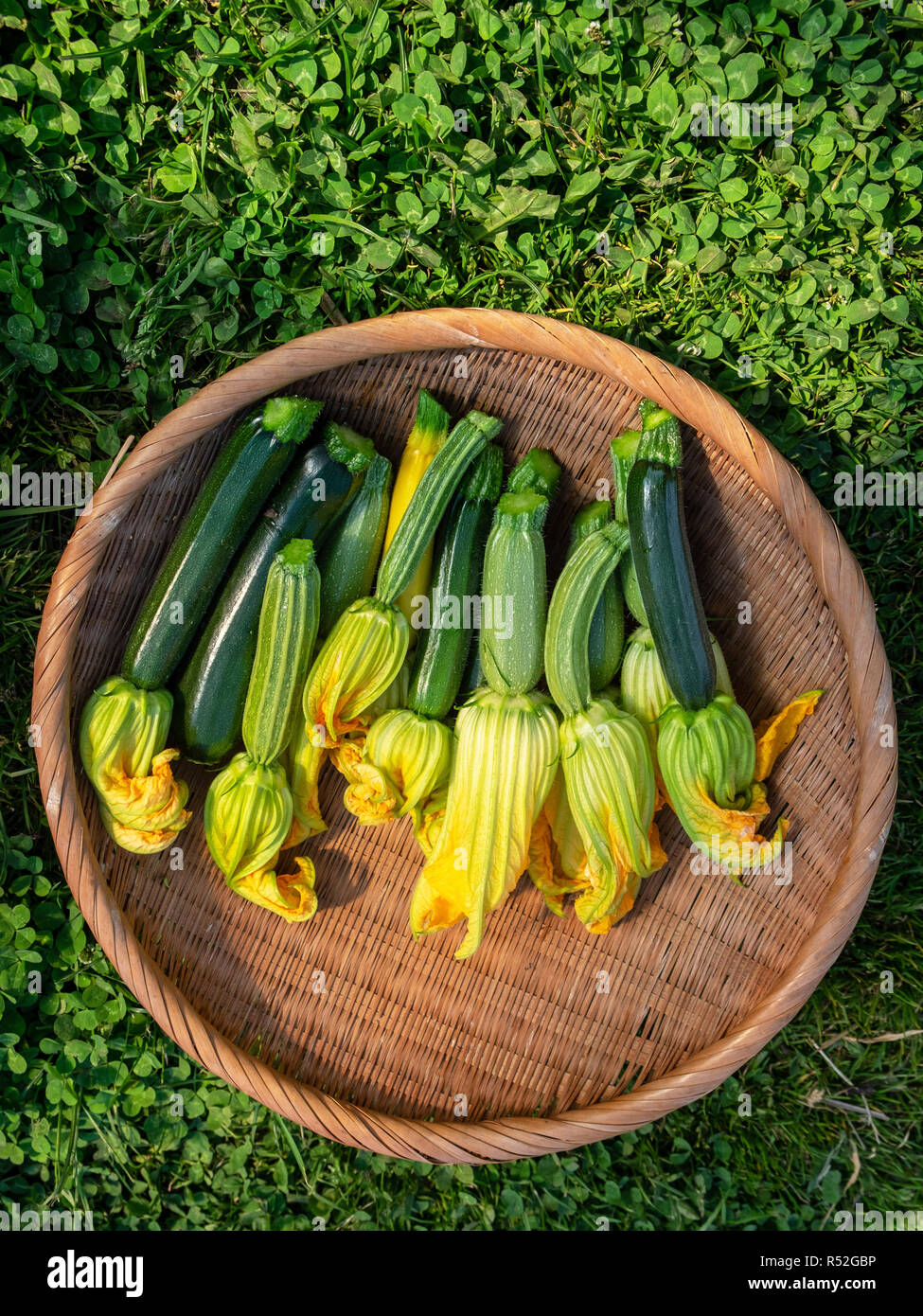 A basket of small freshly harvested baby zucchini with flowers. Also known as courgette. Stock Photo