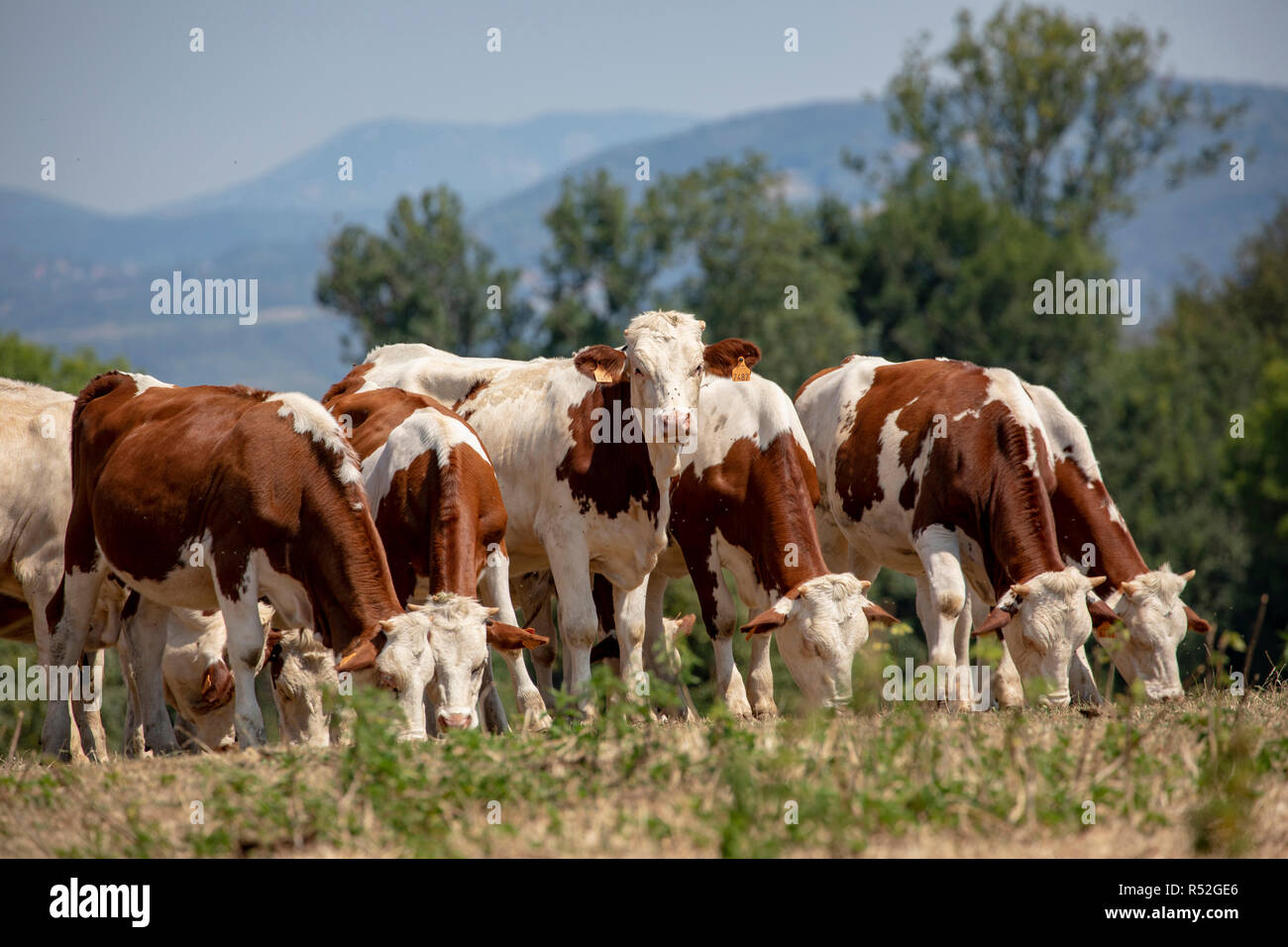 Row of young Montbeliarde heifer with small horns in the Jura in France. Stock Photo