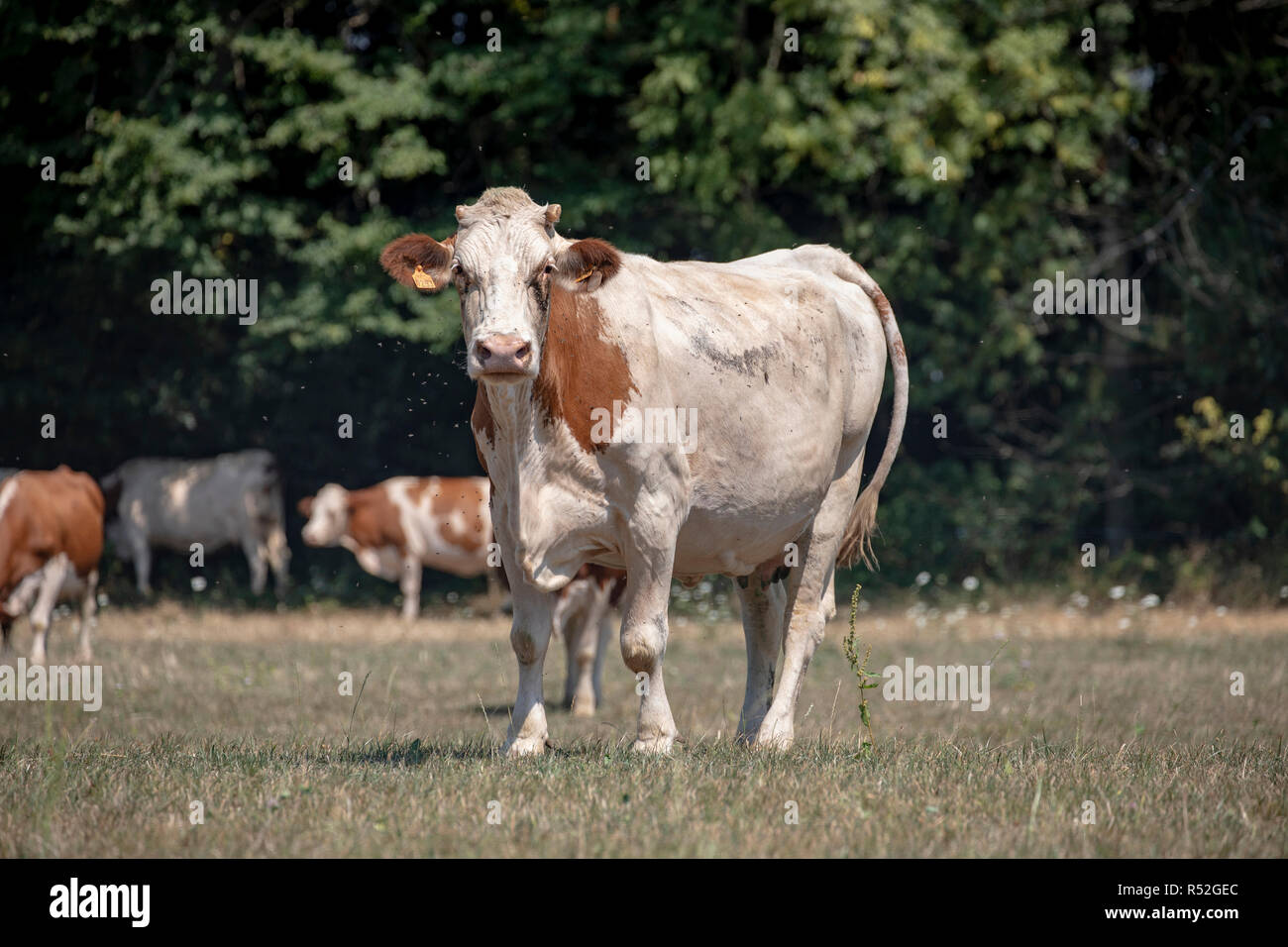 Red and white cow, breed of cattle Montbeliard, in the Jura, France, standing in the middle of a dry meadow, pasture, with at the background trees and Stock Photo