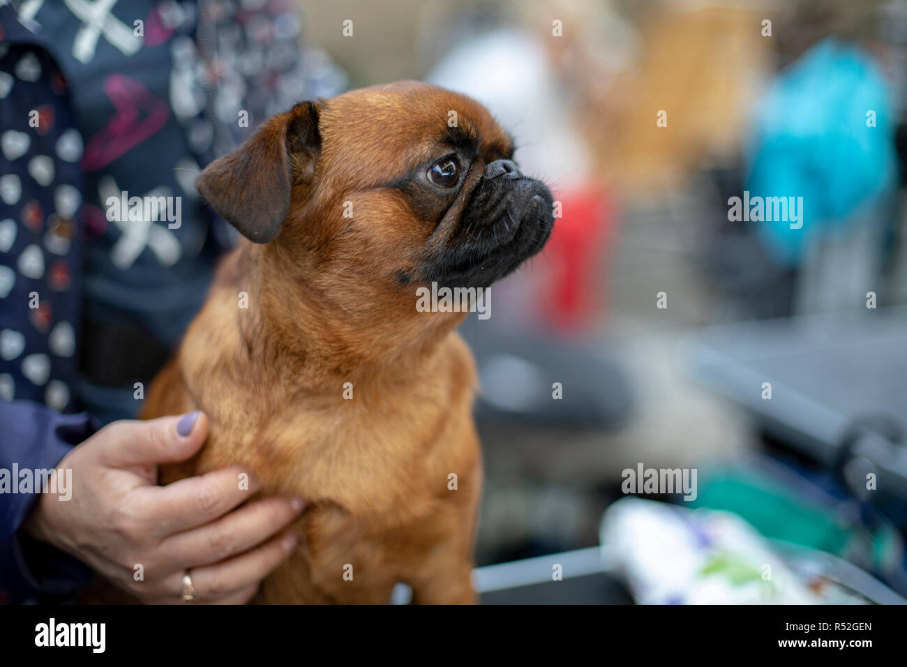 Little pug dog sitting on a  woman's lap, held by a hand with lilac nails, at a dog show. Stock Photo