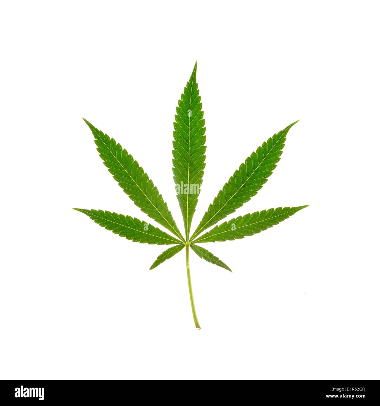 Cannabis sativa leaf Stock Photo