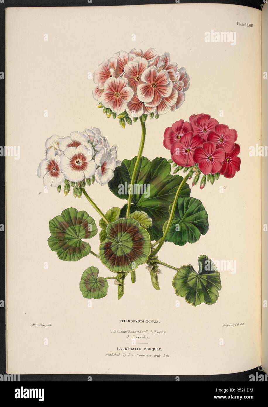 New bedding Pelargoniums. Pelargonium zonale. 1. Madame Rudersdorff; 2. Beauty; 3. Alexandra. The Illustrated Bouquet, consisting of figures, with descriptions of new flowers. London, 1857-64. Source: 1823.c.13 plate 73. Author: Henderson, Edward George. Withers, Mrs. Stock Photo