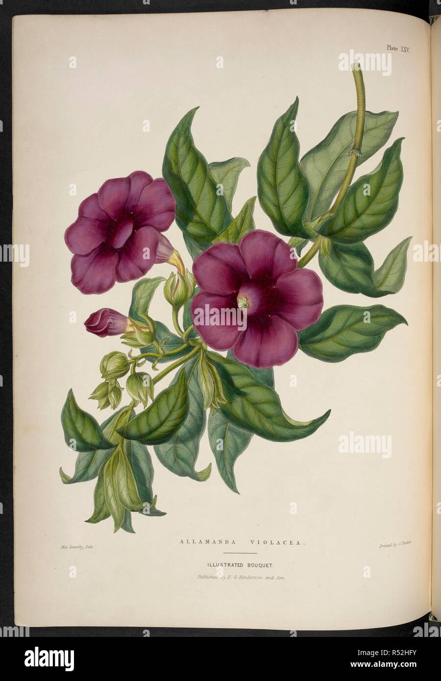 Allamanda Violacea. . The Illustrated Bouquet, consisting of figures, with descriptions of new flowers. London, 1857-64. Source: 1823.c.13 plate 65. Author: Henderson, Edward George. Sowerby, Miss. Stock Photo