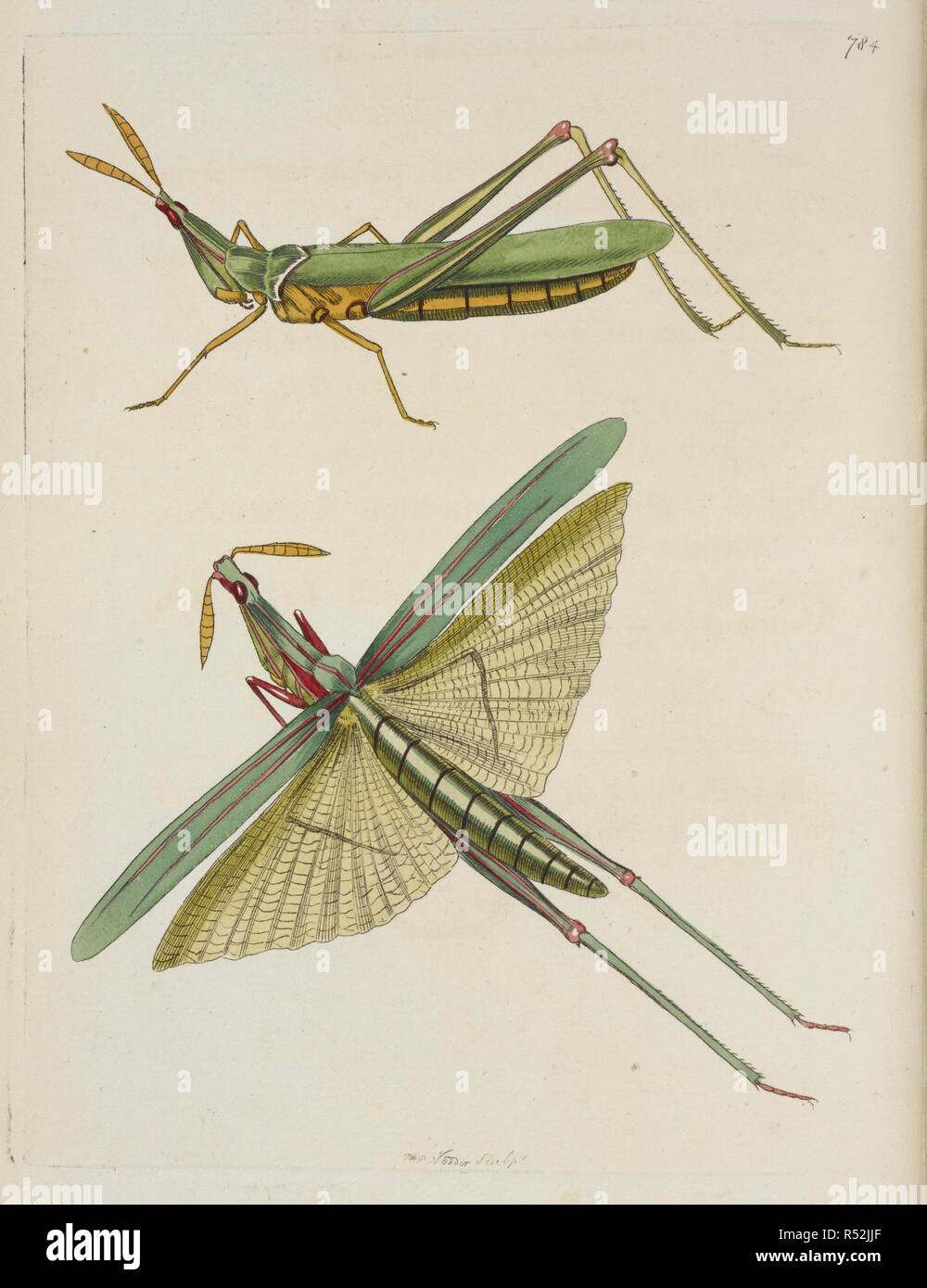 Gryllus Nasutus. Long-headed African locust, Acrida nasuta (Long-fronted locust, Gryllus nasutus.) . Vivarium Naturae sive rerum naturalium ... icones ad ipsam naturam depictae et descriptÃ¦.-The Naturalists' Miscellany, or coloured figures of natural objects drawn and described ... from nature. London : Nodder & Co., 1789-1813. Source: 45.b.3 plate 784. Author: SHAW GEORGE. Nodder, Frederick Polydore. Stock Photo