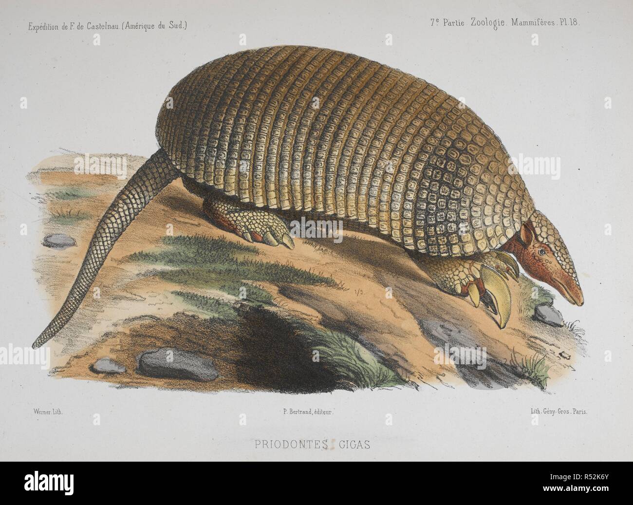 Giant armadillo (Priodontes gigas.). Animaux nouveaux ou rares recueillis pendant l'ExpeÌdition dans les parties centrales de l'AmeÌrique du Sud ... Oiseaux, par M. Å’illet des Murs. In: In : ExpeÌdition dans les parties centrales de l'AmeÌrique du Sud, etc. Paris, 1850-59. Source: 1295.i.1 vol.1 plate 18. Language: French. Author: Laporte, Francis L. de, Count de Casteinau. Stock Photo