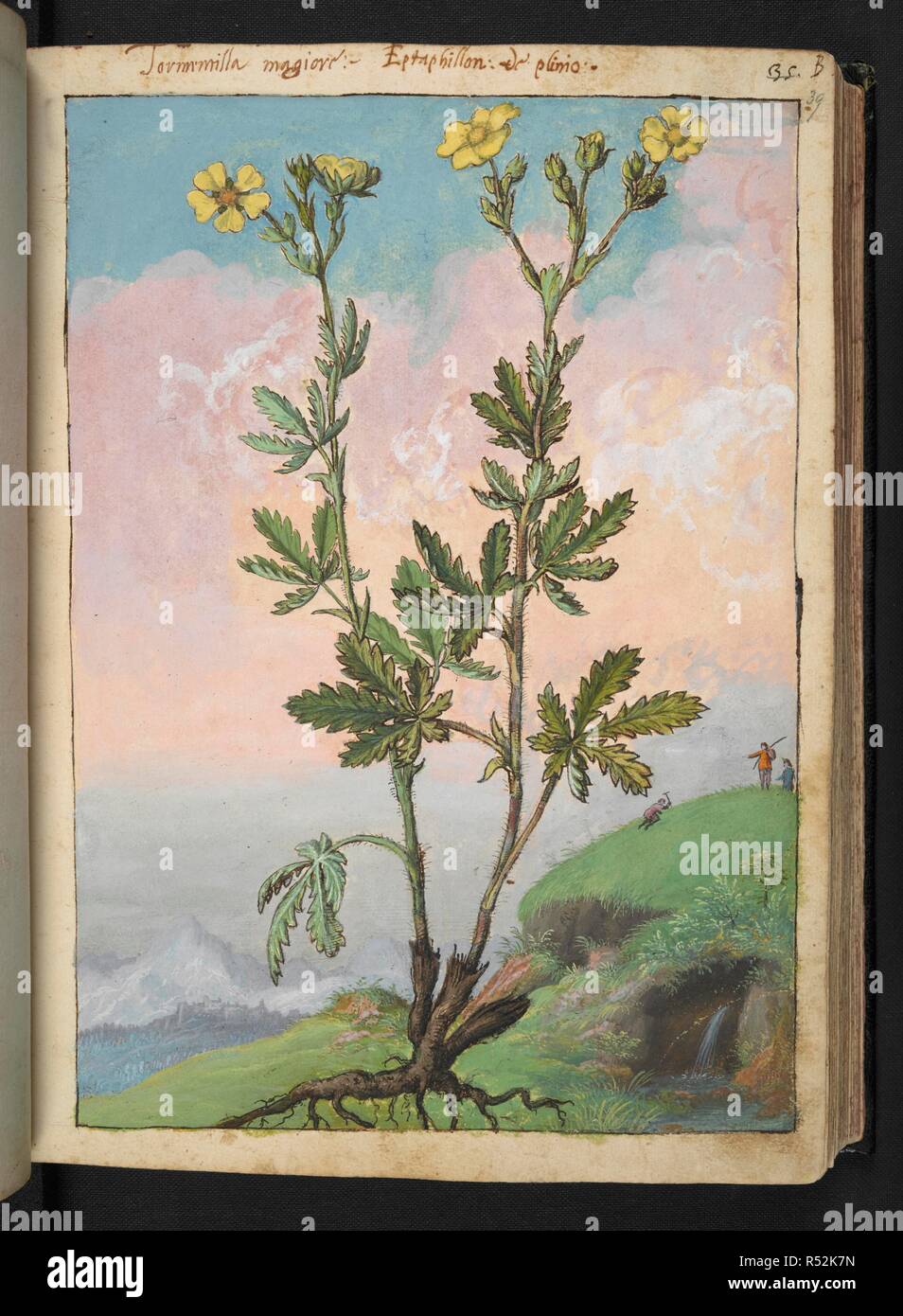 A plant with yellow flowers. Coloured drawings of plants, copied from  nature in the Roman States, by Gerardo Cibo. Vol. I. Pietro Andrea  Mattioli, Physician, of Siena: Extracts from his edition of