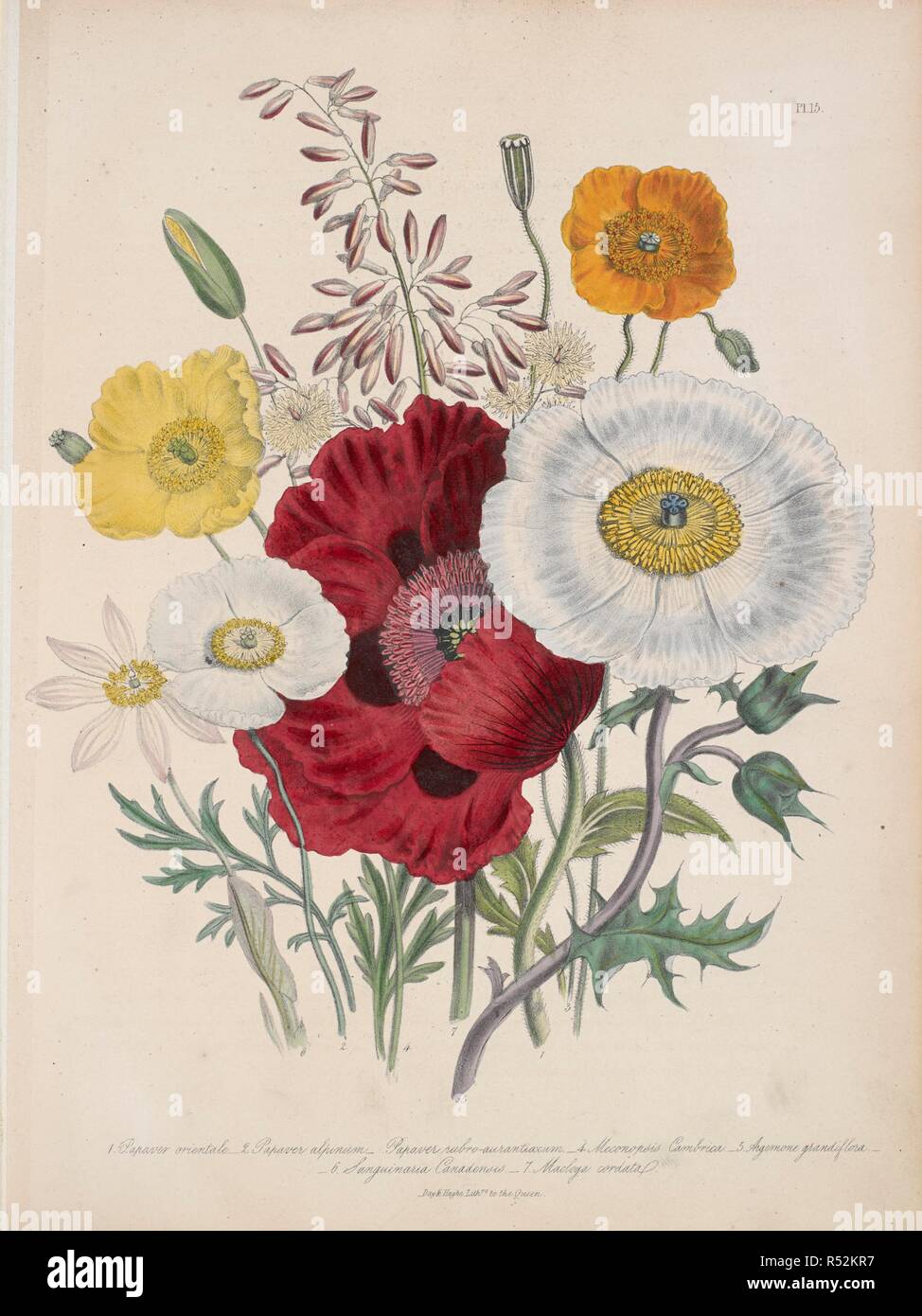 Various poppies : Papaver; Meconopsis cambrica; Argemone grandiflora and Macleaya cordata. Also, Sanguinaria canadensis. . The ladies' flower-garden of ornamental perennials. London, 1843-44. Source: 722.l.6 plate 15. Author: Loudon, Mrs Jane. Stock Photo