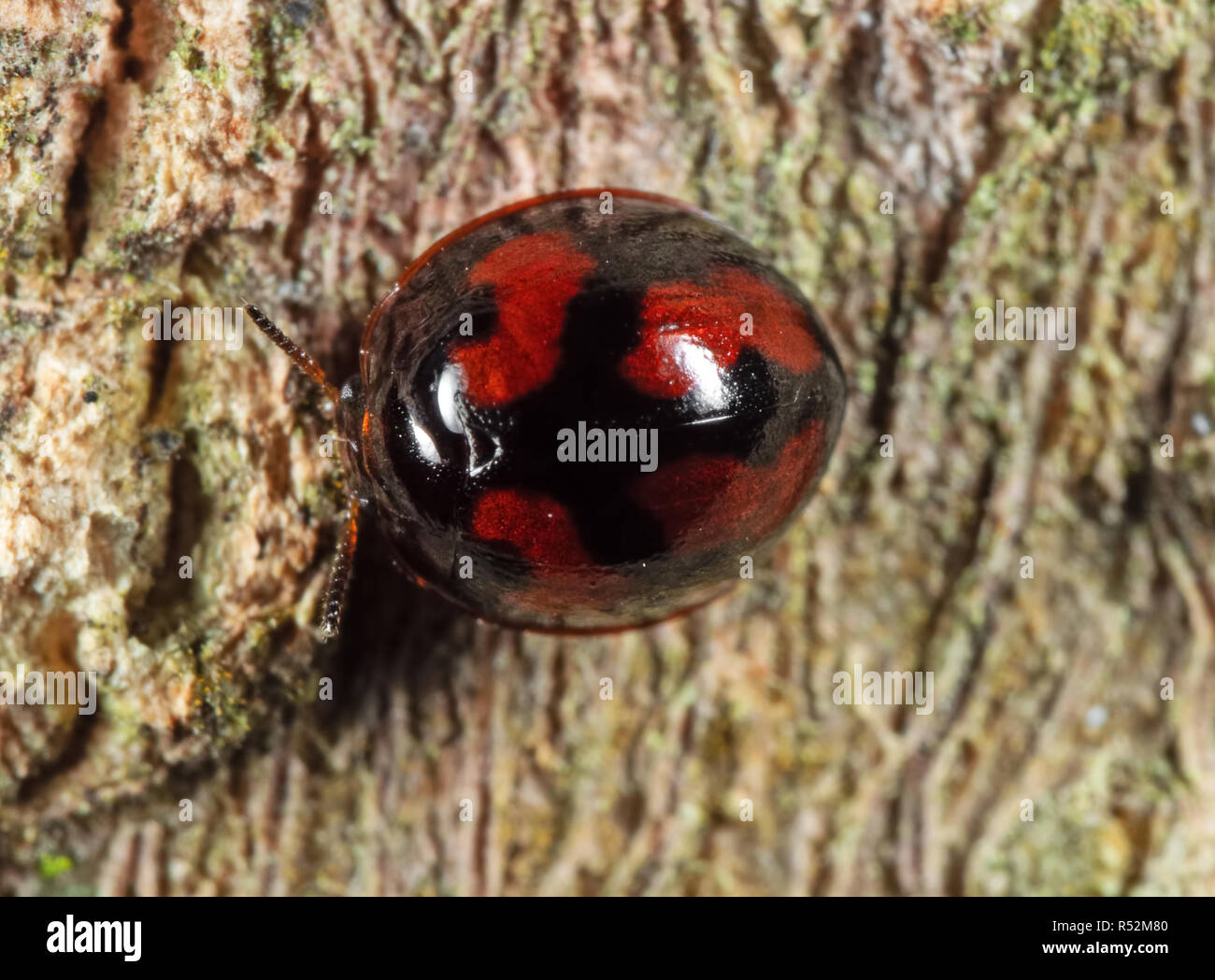 Macro Photography of Red and Black Beetle on Tree Bark Stock Photo - Alamy