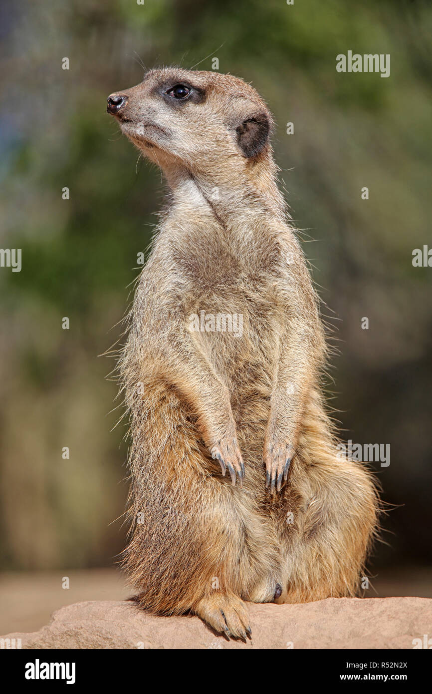 the guardian of the meerkats Stock Photo