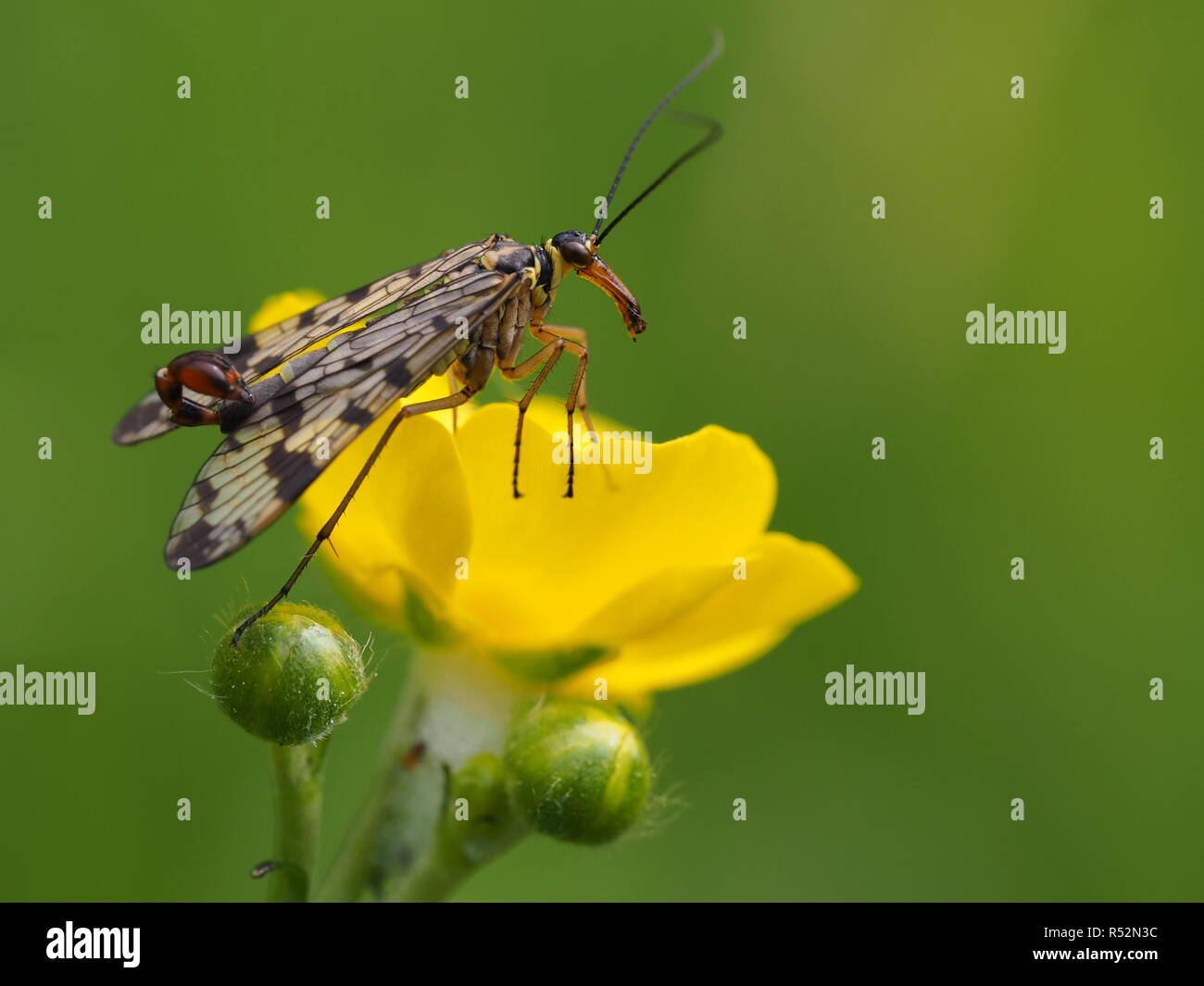 skorpionsfliege Stock Photo