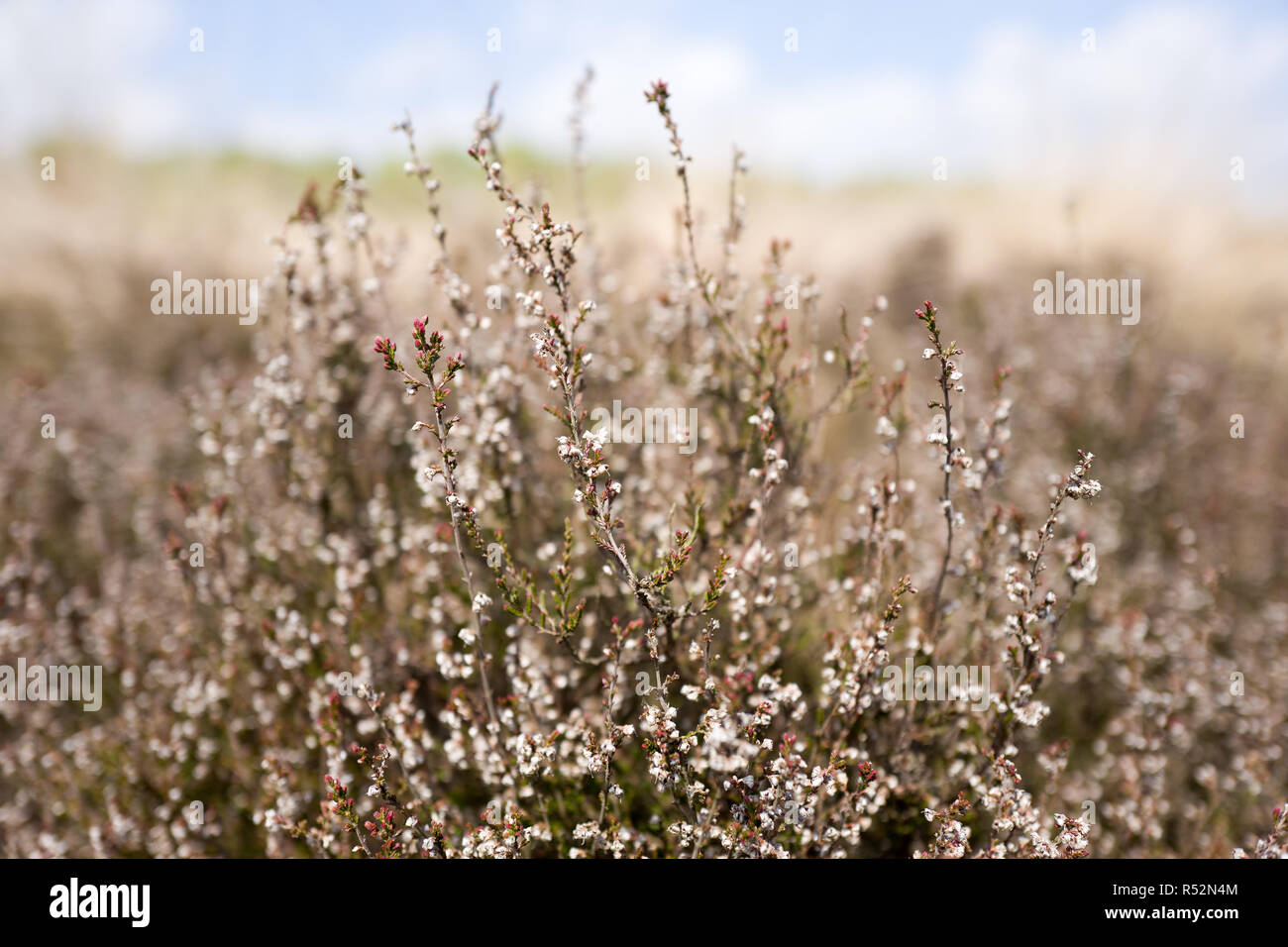Heath plants in the Nationaal Park Hoge Veluwe, Netherlands Stock Photo