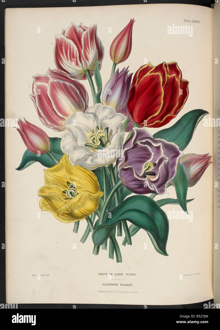Early-flowering bedding Tulips.  . The Illustrated Bouquet, consisting of figures, with descriptions of new flowers. London, 1857-64. Source: 1823.c.13 plate 77. Author: Henderson, Edward George. Sowerby, Miss. Stock Photo