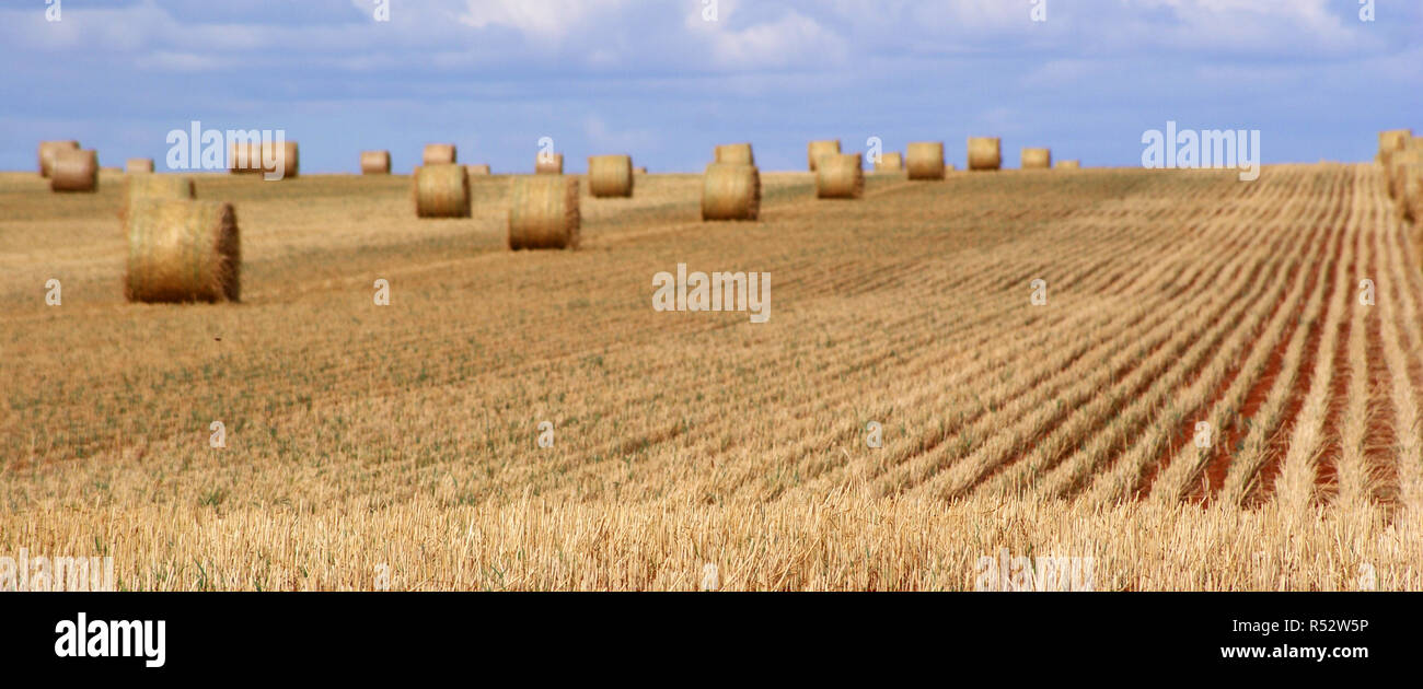 Australian wheat harvest hi-res stock photography and images - Alamy