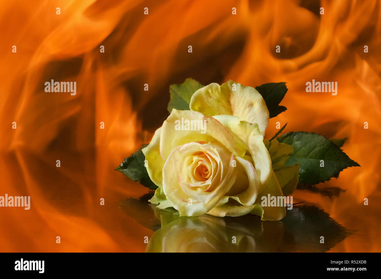 Green rose lies on the background of the flame Stock Photo