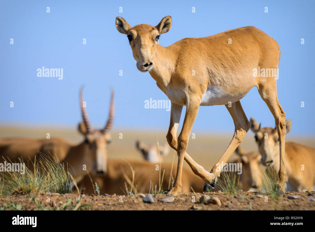 Wild Saiga Antelope saiga Tatarica In Steppe Of Kalmykia Stock Photo 