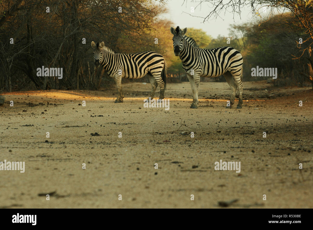 Two zebras crossing the road in Africa Stock Photo Alamy