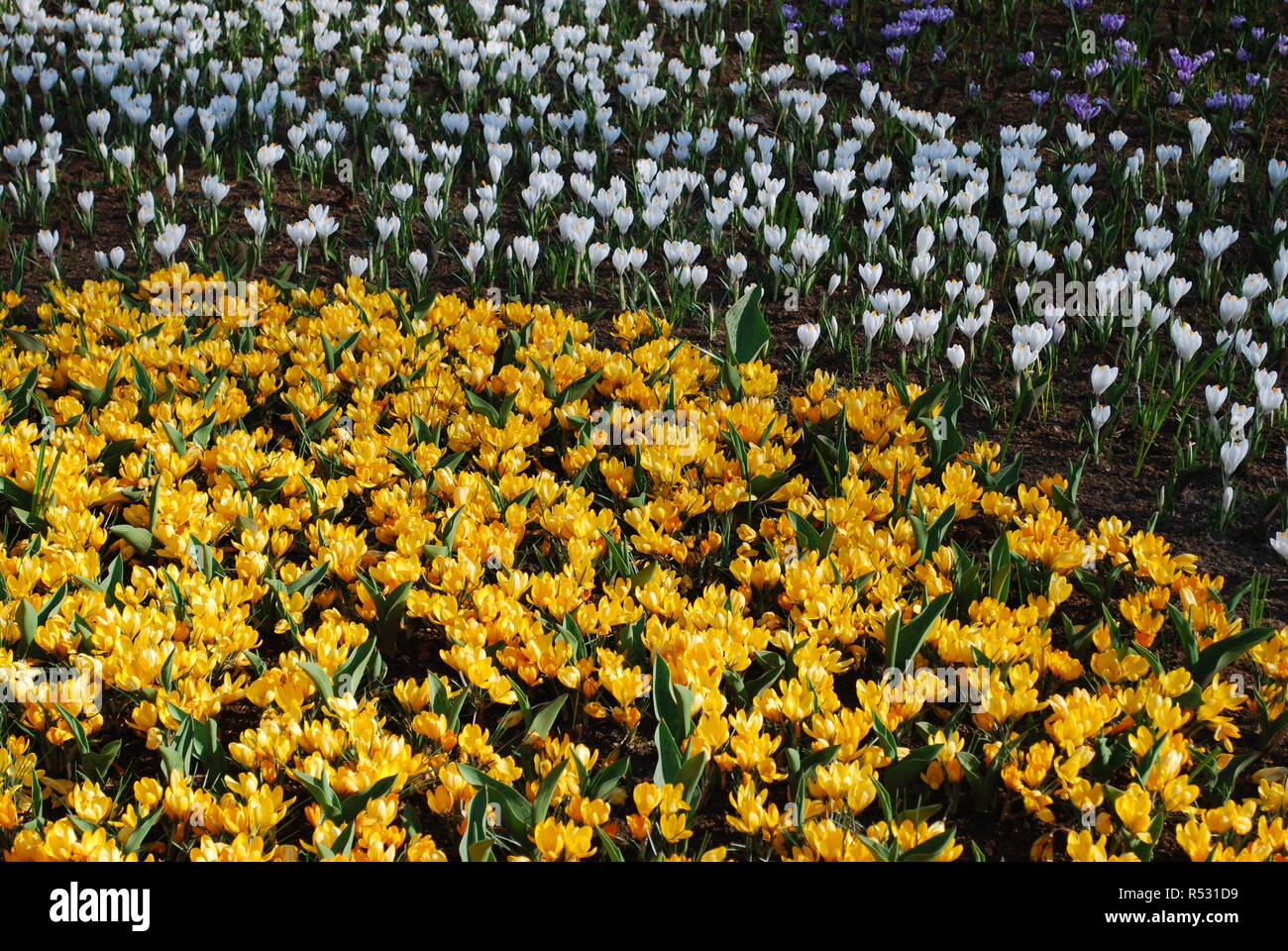 Crocus Orange Monarch and Jenne D'Arc grown in the park. Spring time in Netherlands. Stock Photo