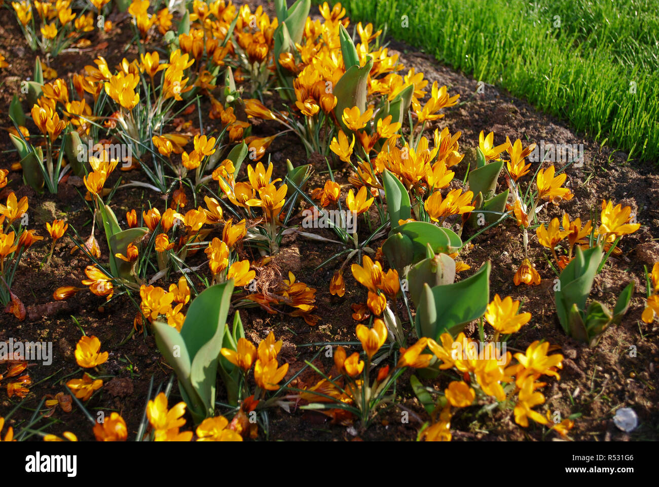Crocus Orange Monarch grown in the park. Spring time in Netherlands. Stock Photo