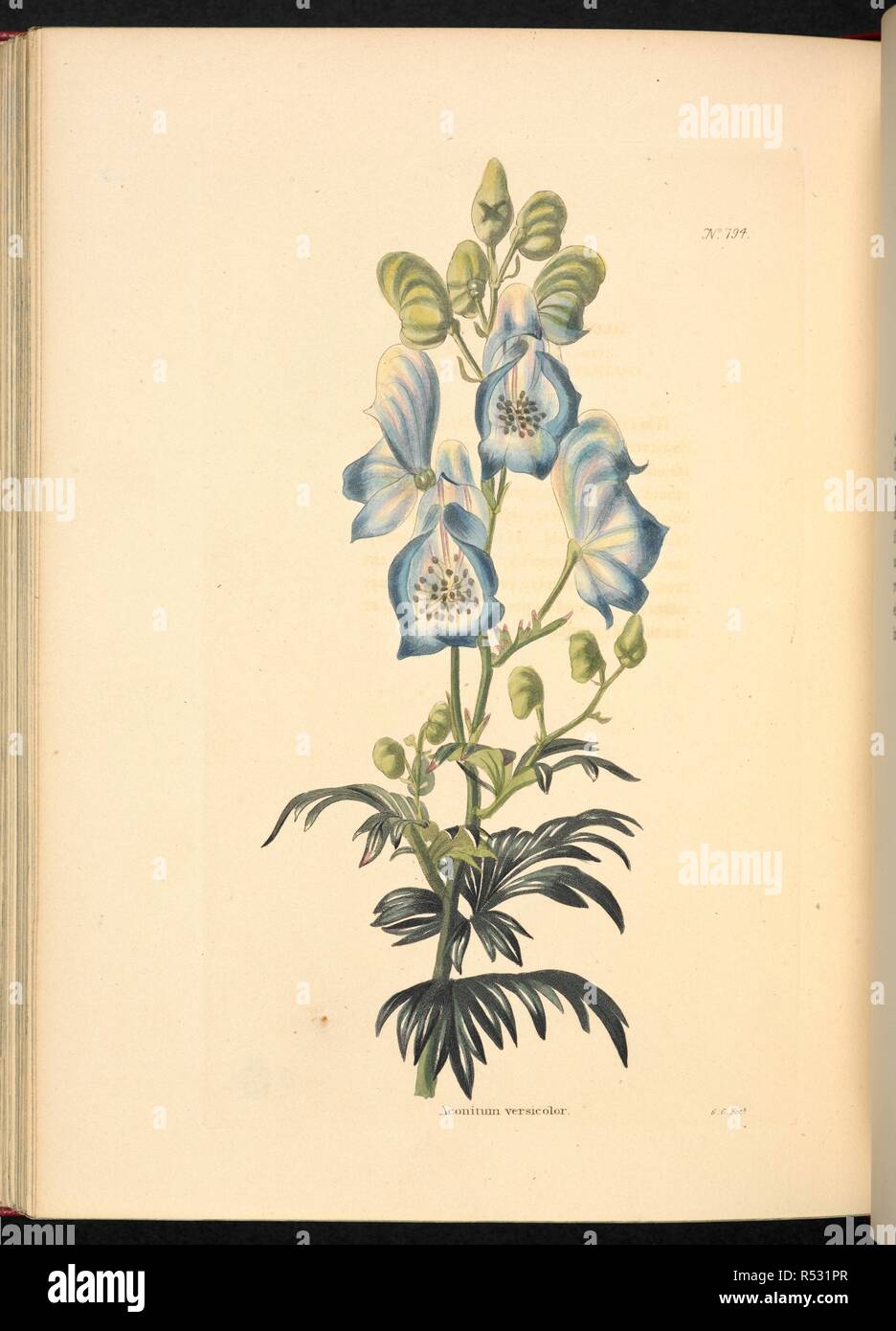 Aconitum versicolor. The Botanical Cabinet, consisting of coloured delineations of plants, from all countries, with a short account of each, etc. By C. Loddiges and Sons ... The plates by G. Cooke. vol. 1-20. London, 1817-33. Source: 443.b.12, vol.8, no.794. Author: Cooke, George. Stock Photo