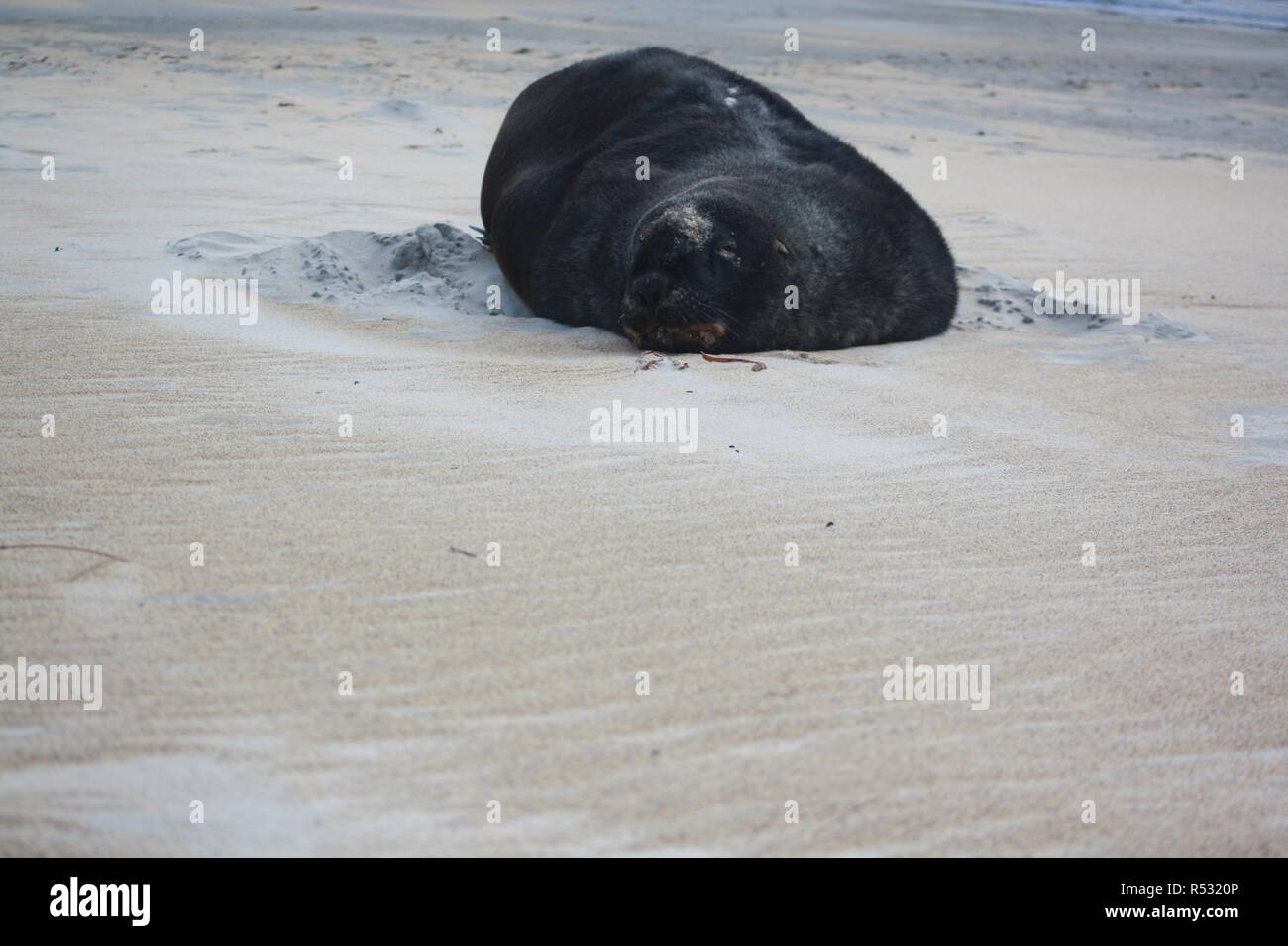 sea lion on the beach Stock Photo
