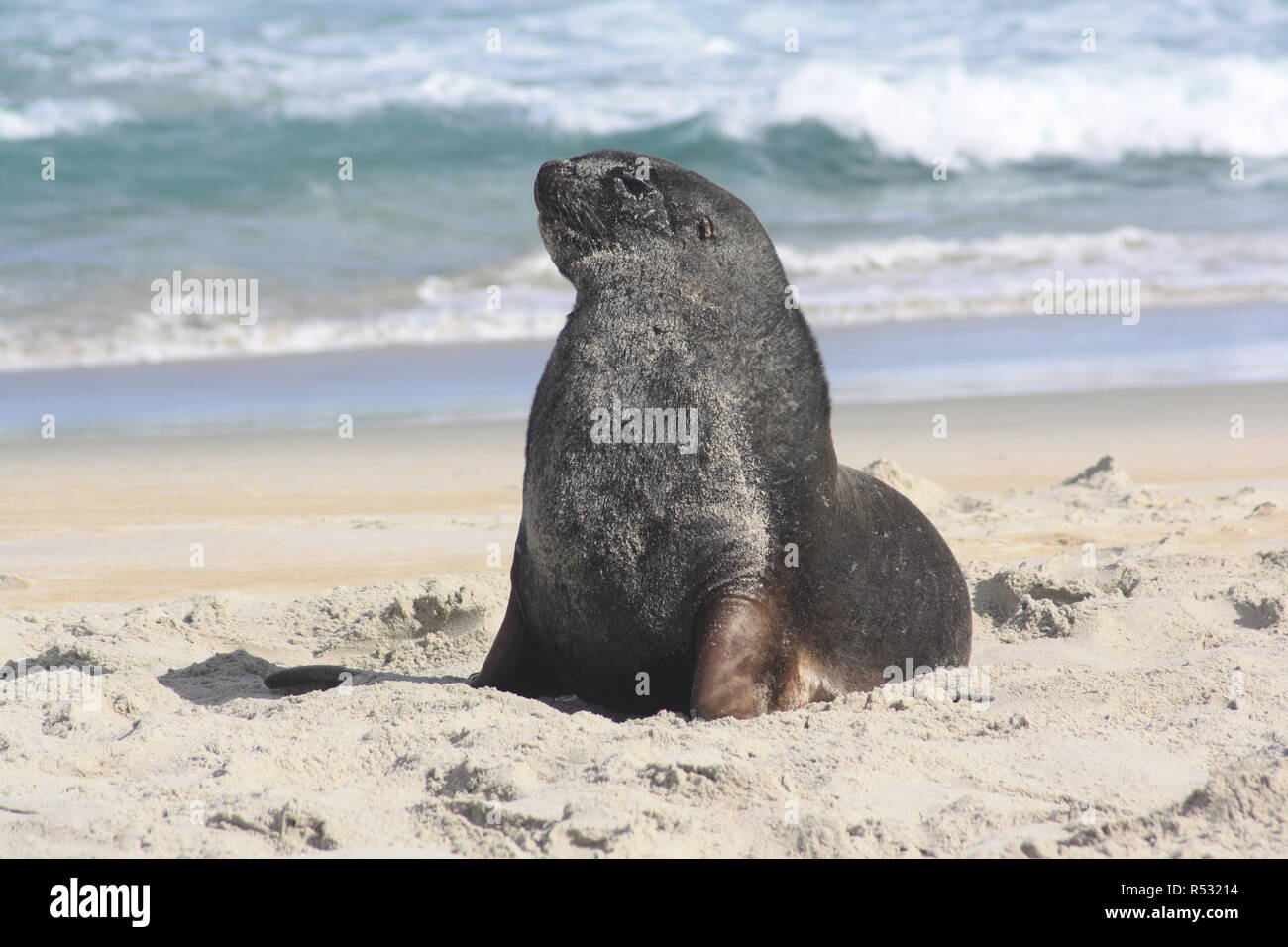 sea lion on the beach Stock Photo