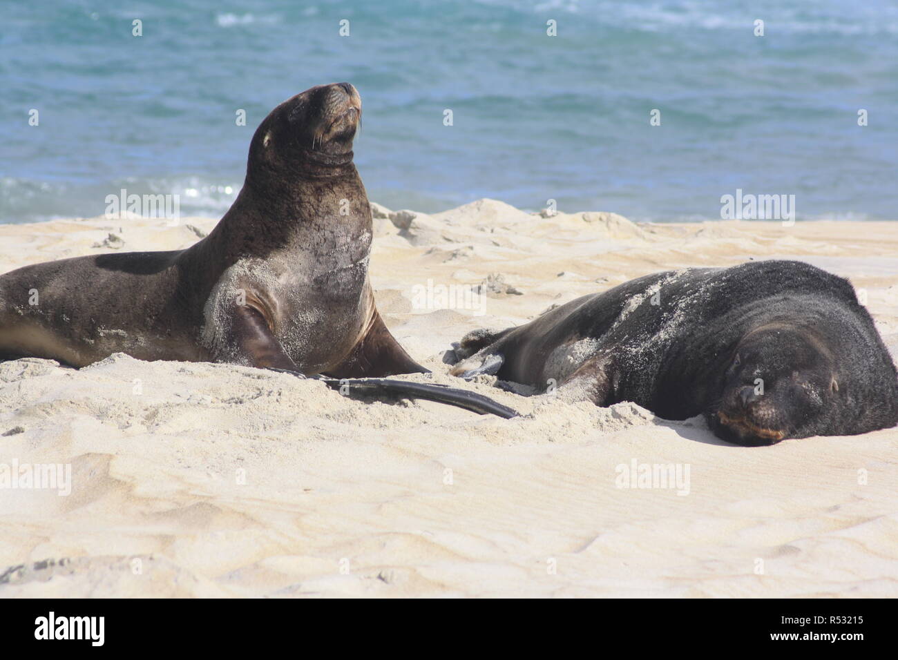 sea lion on the beach Stock Photo