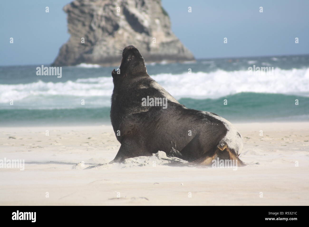 sea lion on the beach Stock Photo