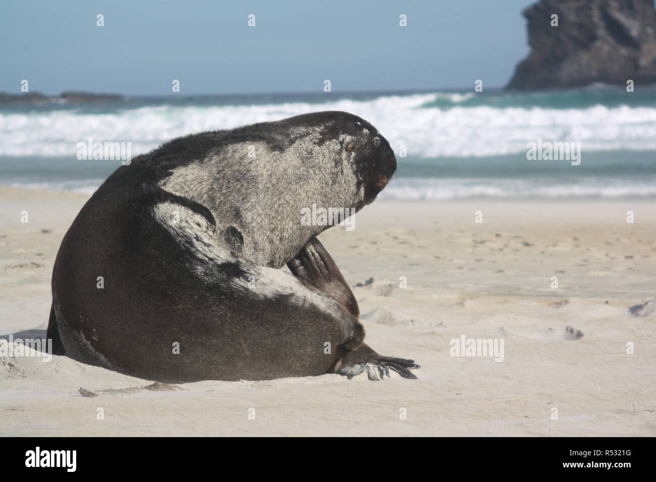 sea lion on the beach Stock Photo