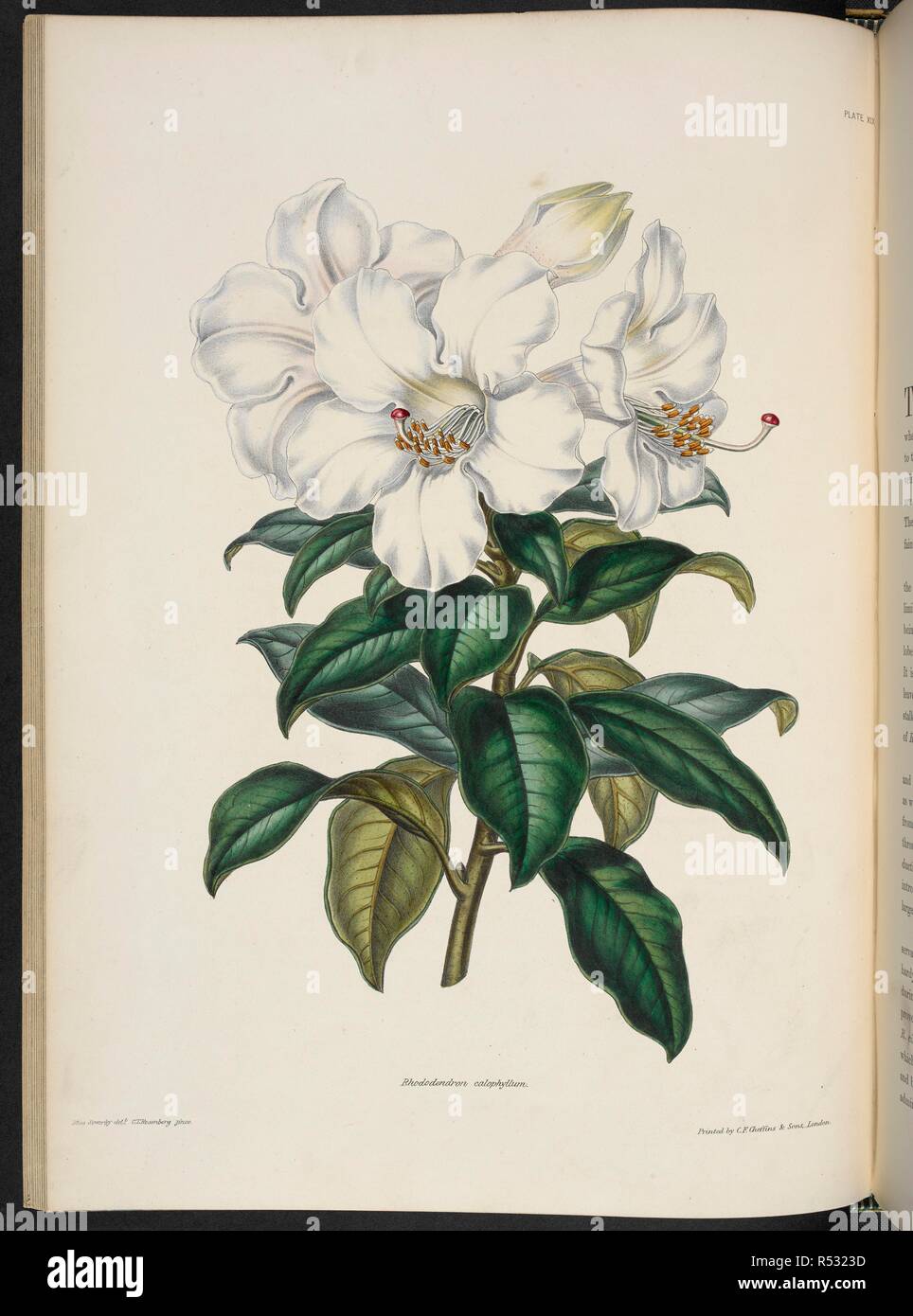 Rhododendron calophyllum (Nuttall.). The Illustrated Bouquet, consisting of figures, with descriptions of new flowers. London, 1857-64. Source: 1823.c.13 plate 19. Author: Henderson, Edward George. Sowerby, Miss. Stock Photo
