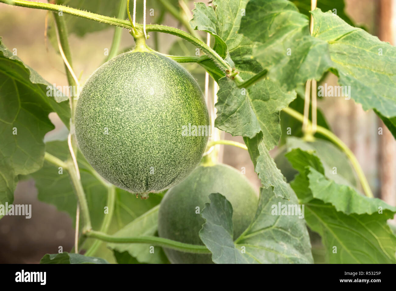 young sprout of green melon plants growing in greenhouse supported by