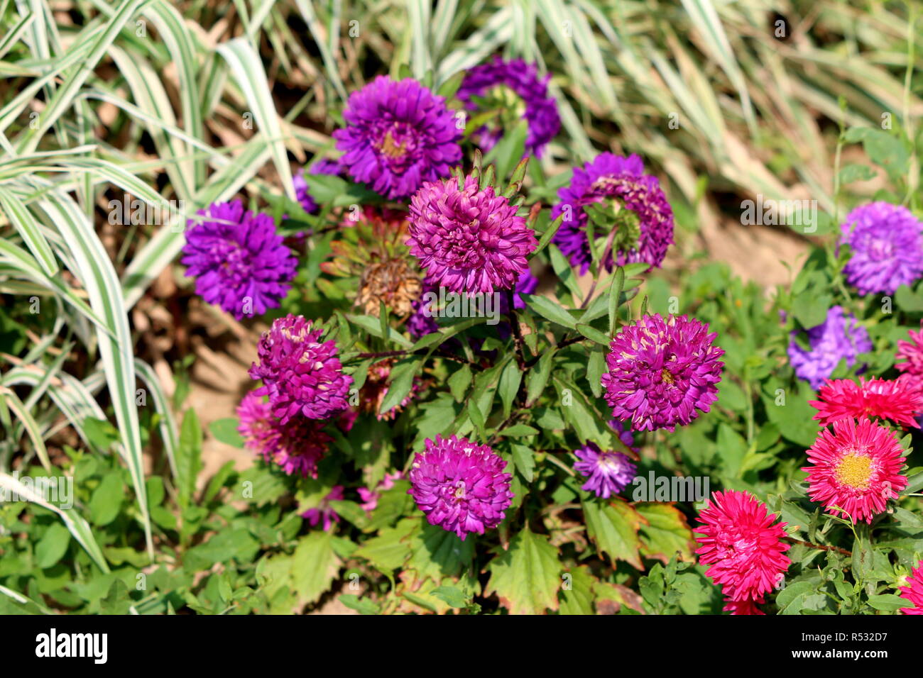 China aster or Callistephus chinensis or Annual aster monotypic genus of flowering plant planted in local garden with various dense shades of purple Stock Photo