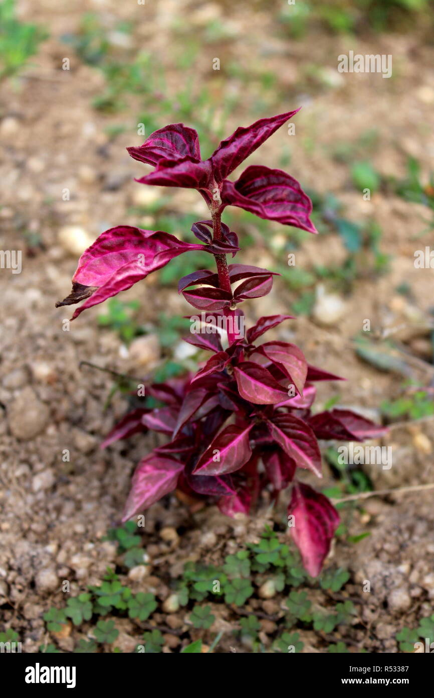 Herbsts bloodleaf or Iresine herbstii or Chicken gizzard or Beefsteak plant or Formosa bloodleaf herbaceous perennial plant with bright red leaves Stock Photo