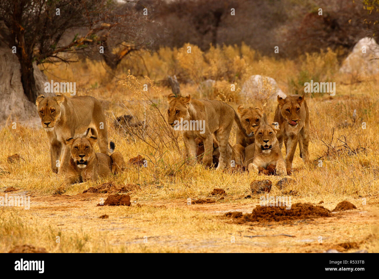 Lions great hunters and a sociable animals Stock Photo Alamy