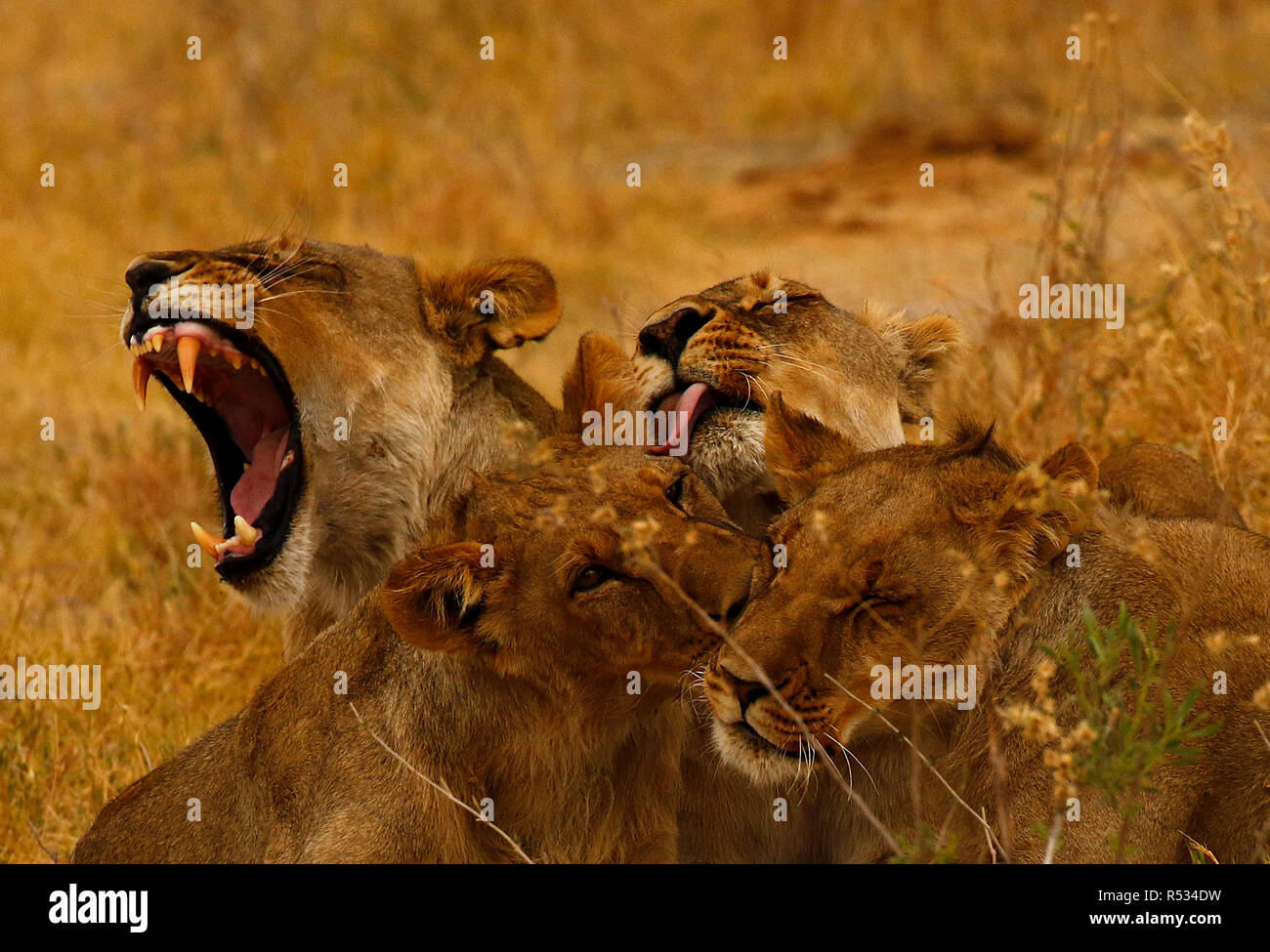 Lions great hunters and a sociable animals Stock Photo Alamy