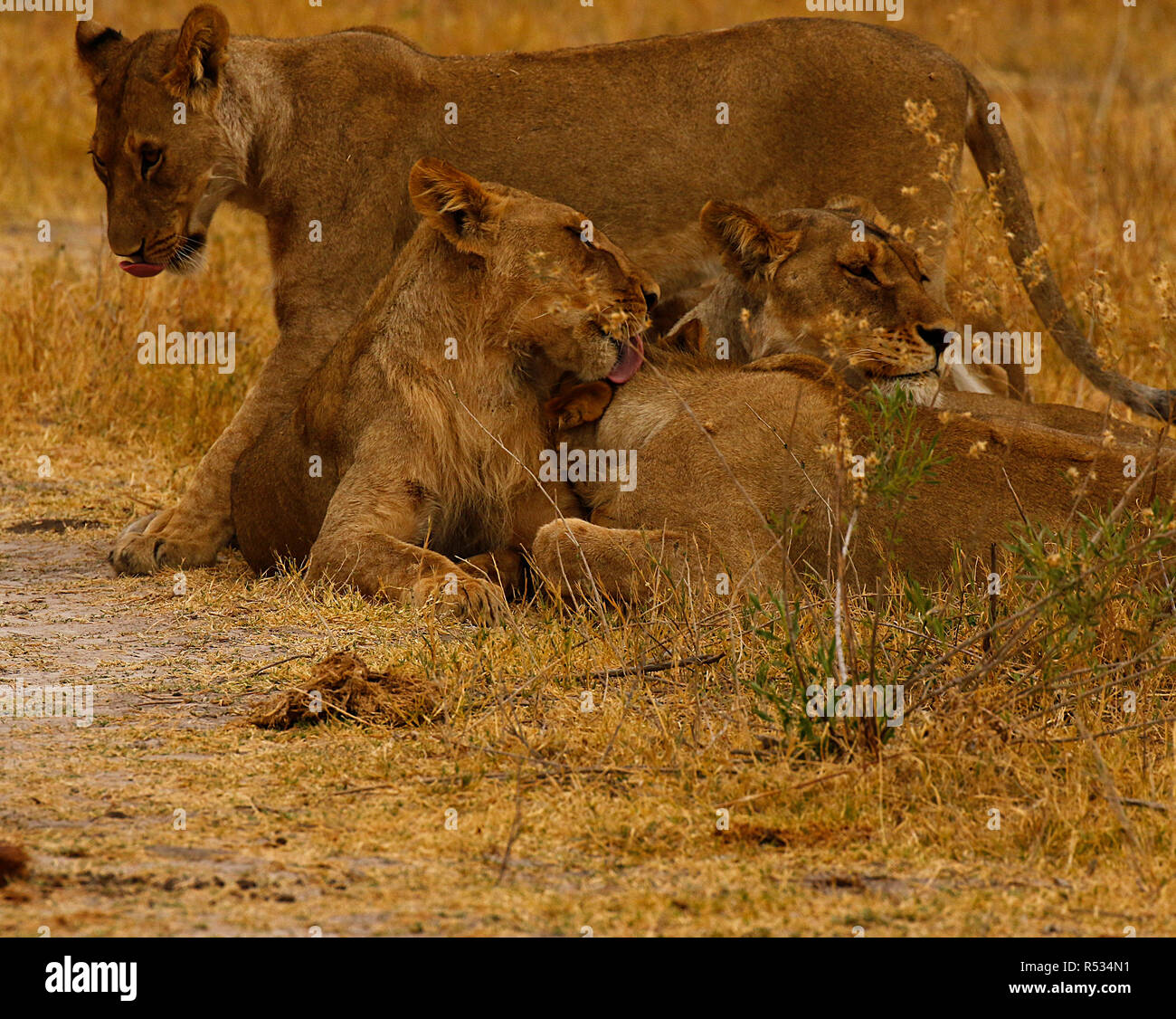 Lions great hunters and a sociable animals Stock Photo Alamy