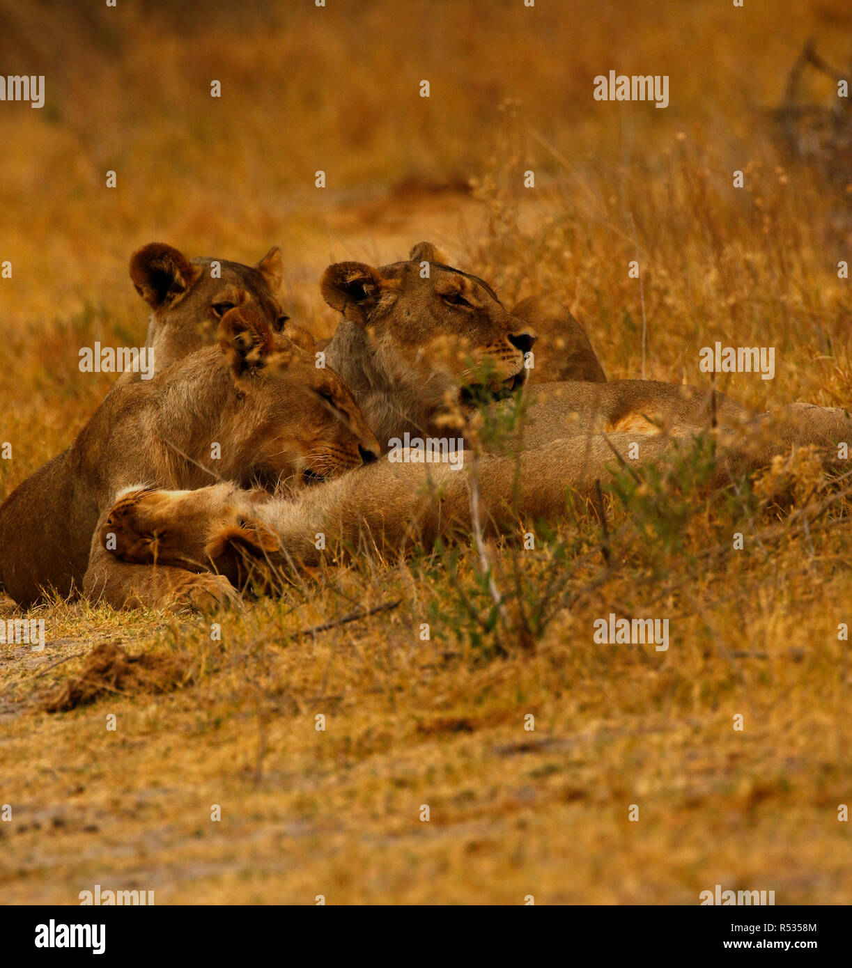 Lions great hunters and a sociable animals Stock Photo Alamy