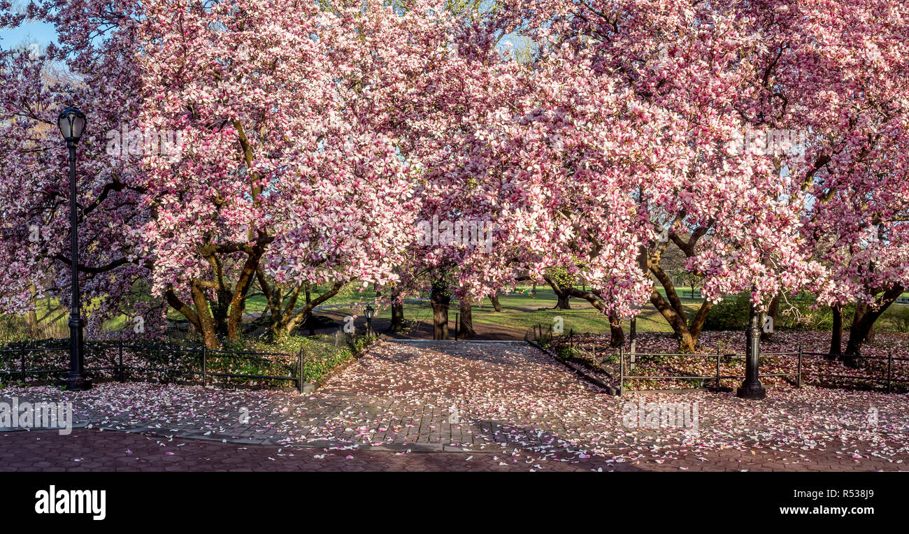 Magnolia soulangeana,saucer magnolia is a hybrid plant in the genus